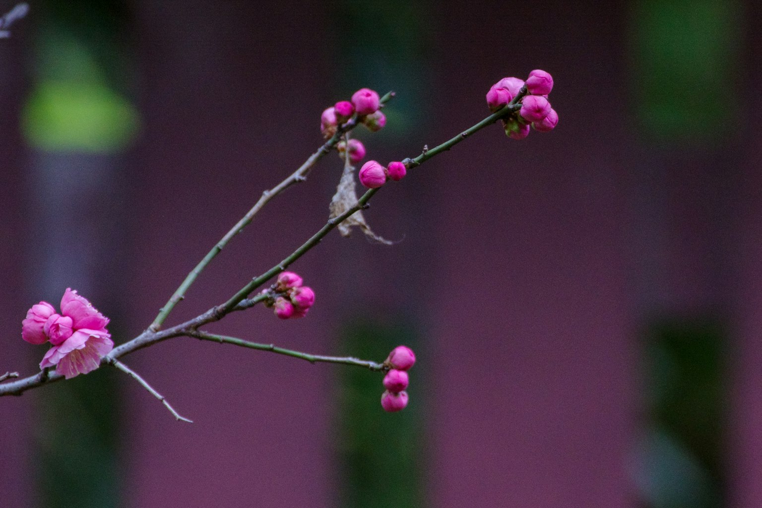 Close-up of a branch with pink flowers
