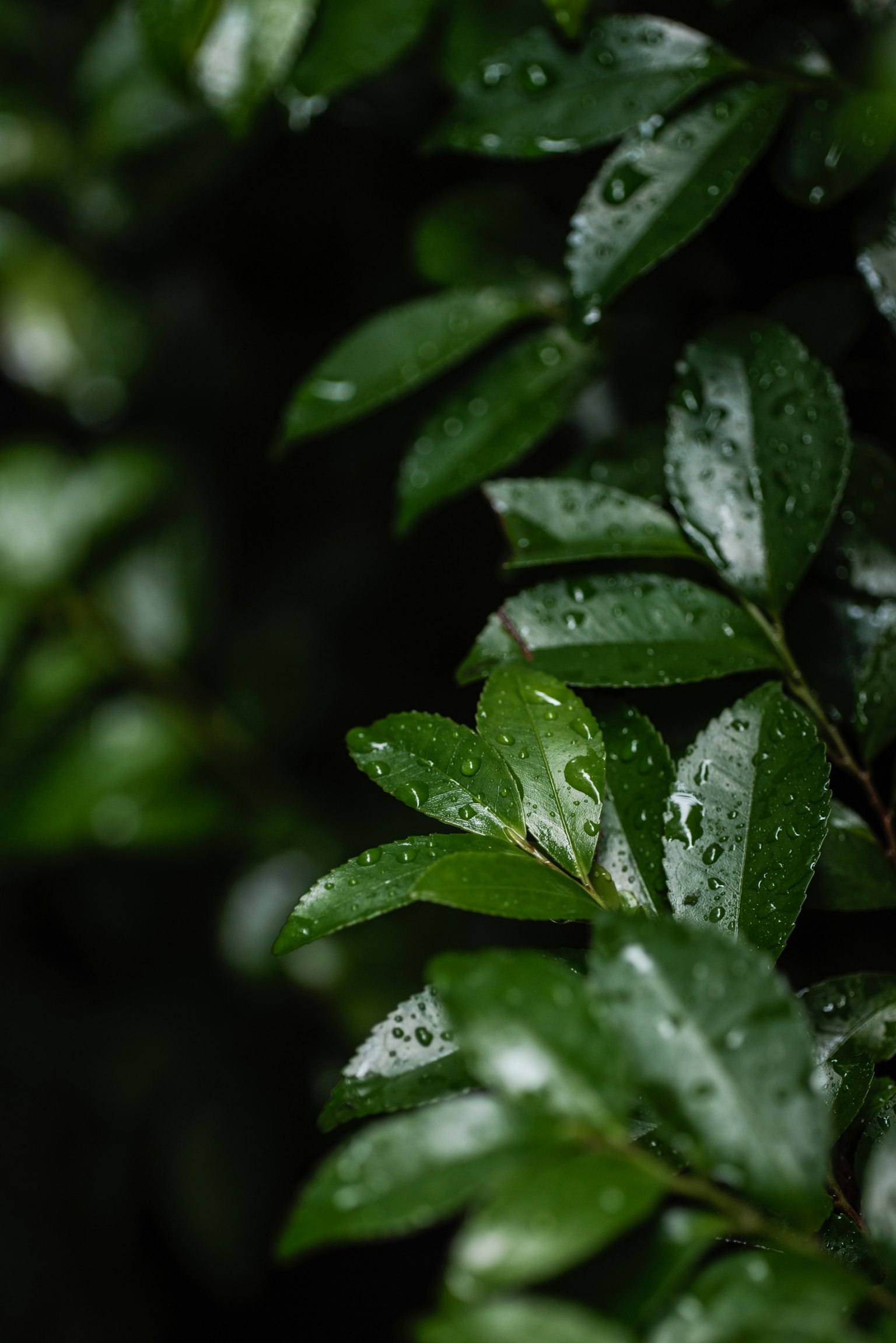 Close-up of vibrant green leaves with water droplets