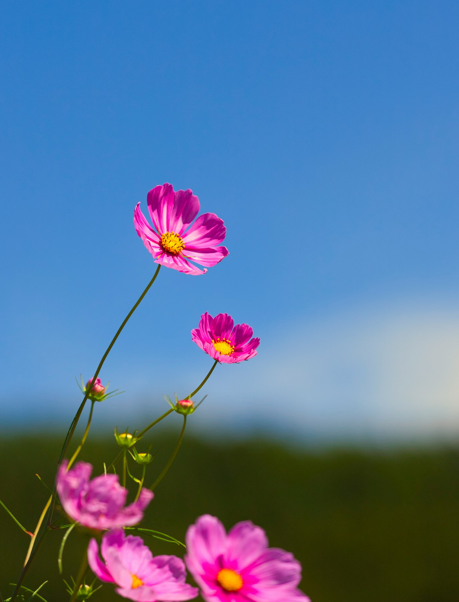 Flores de cosmos rosas floreciendo bajo un cielo azul