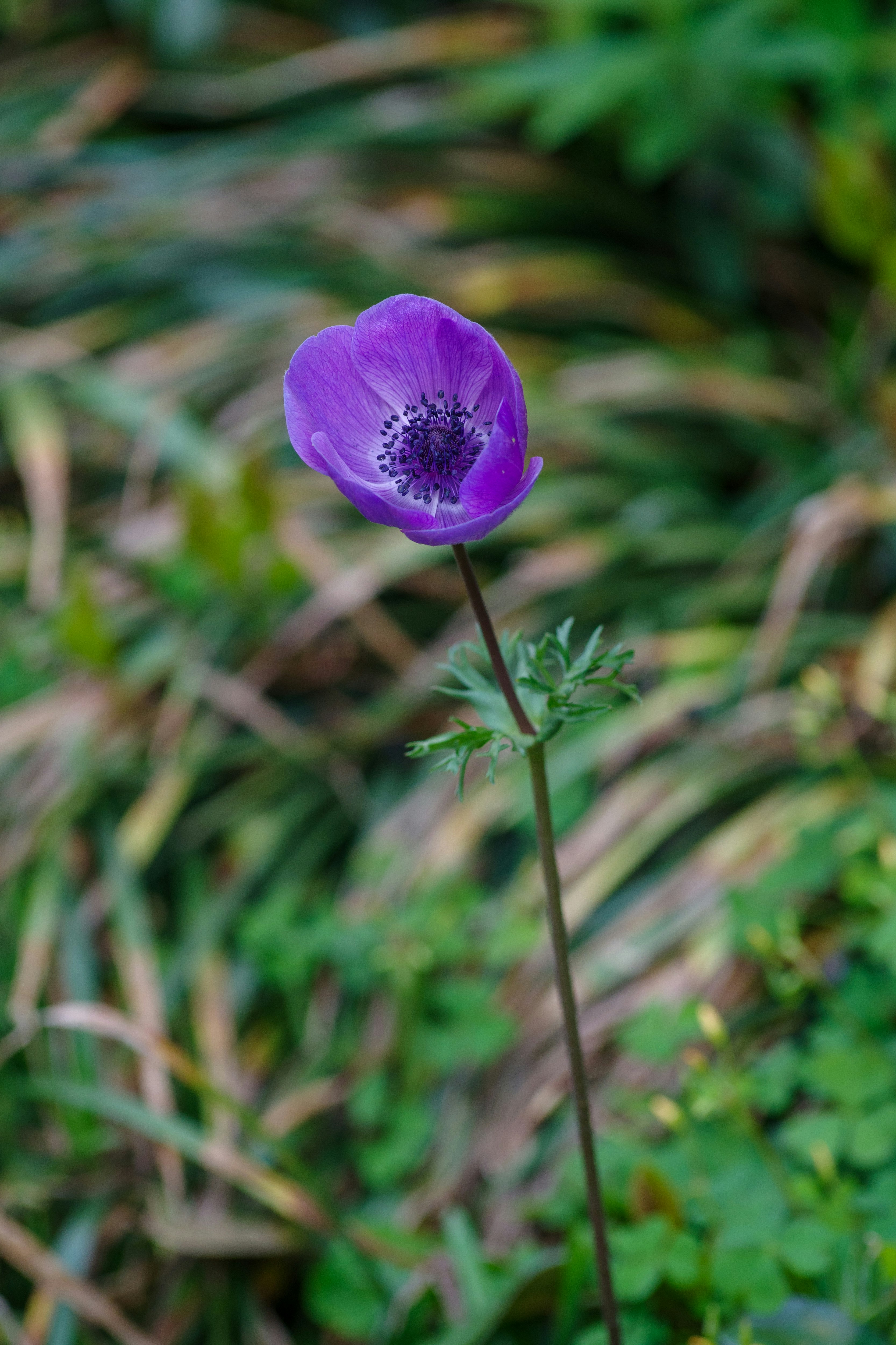 Una flor morada llamativa que se destaca contra un fondo verde