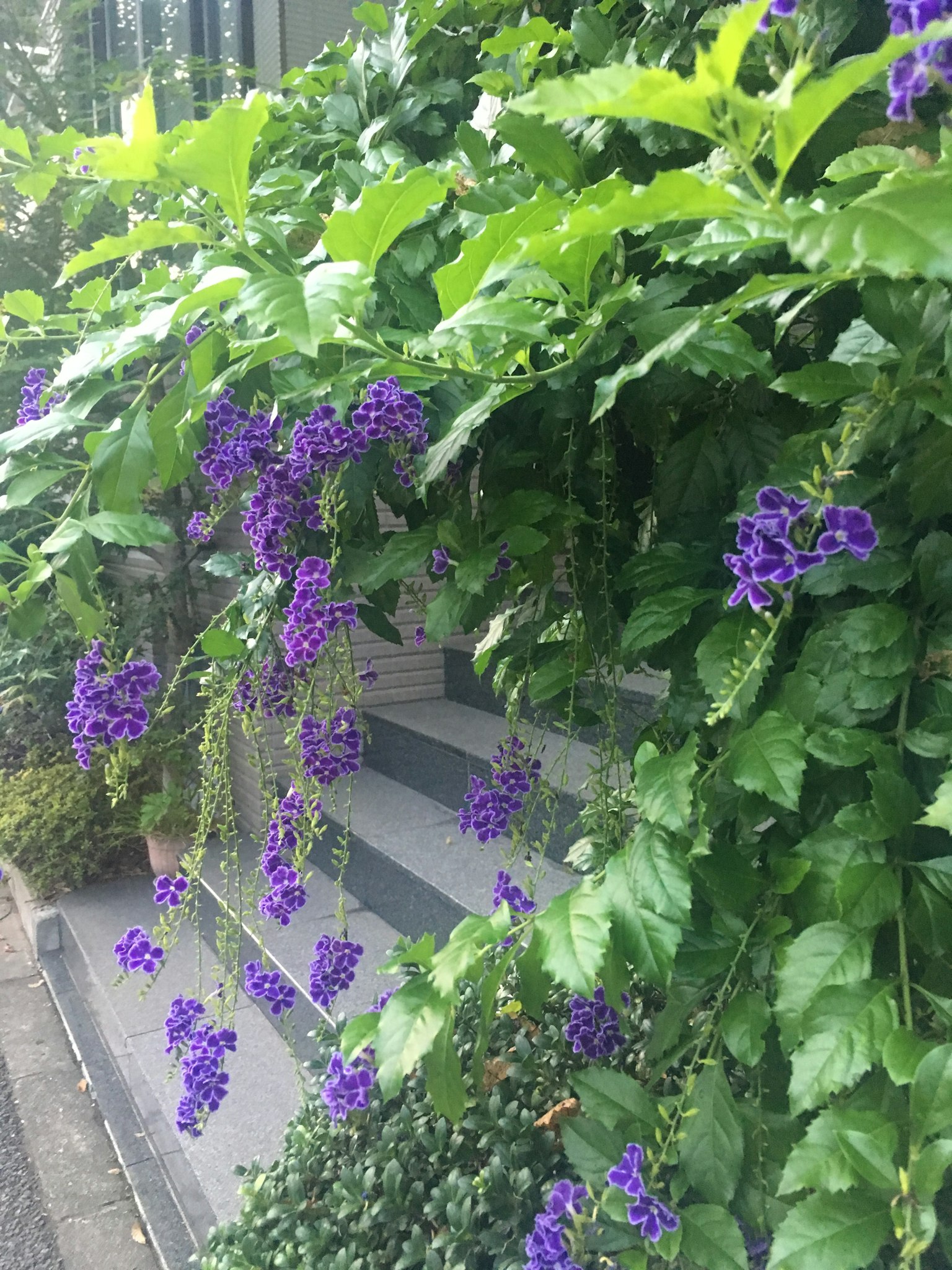 Flores moradas floreciendo en una escalera rodeada de hojas verdes exuberantes