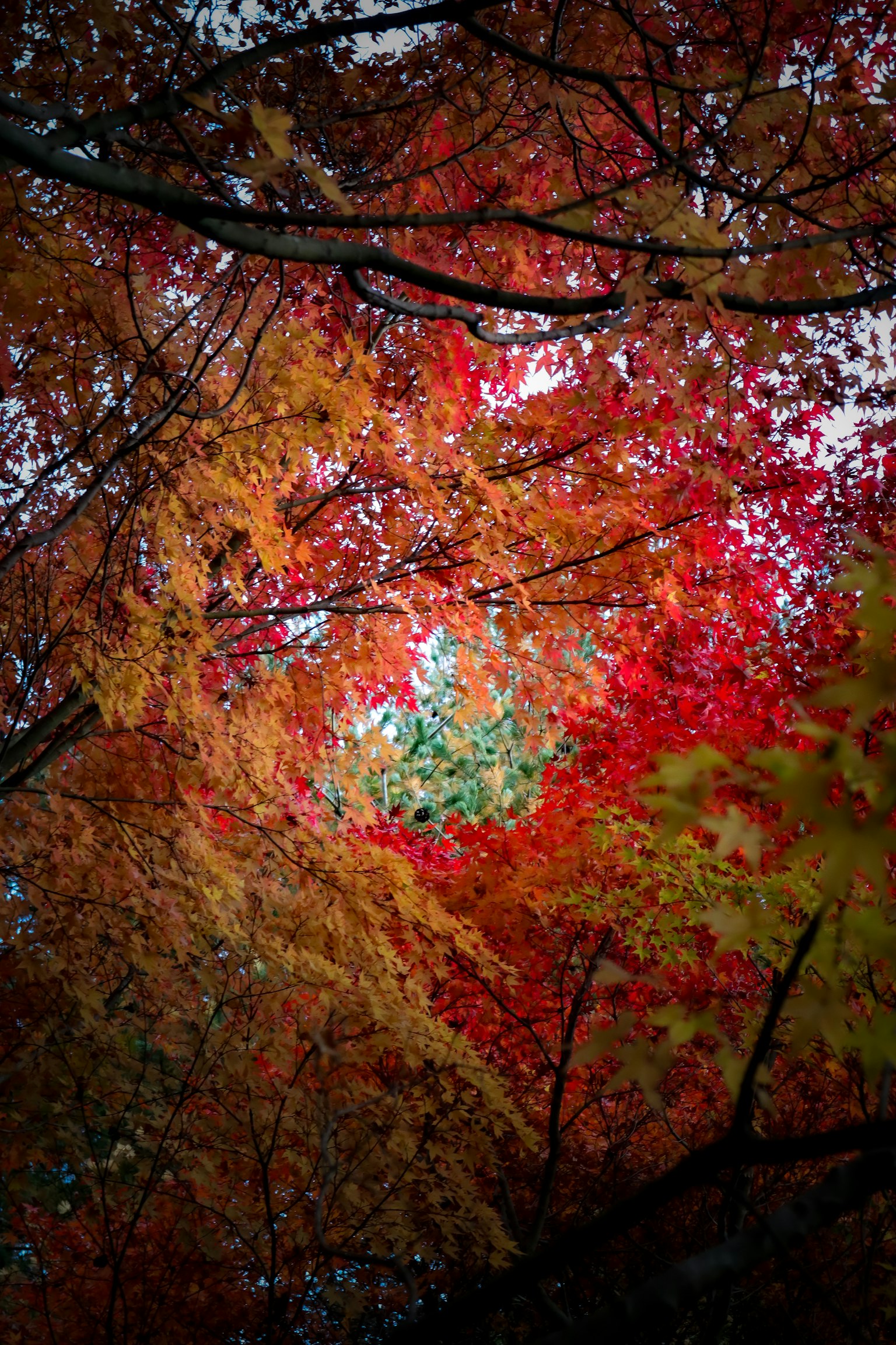 Lebendige rote und orange Blätter umgeben einen Hauch von blauem Himmel
