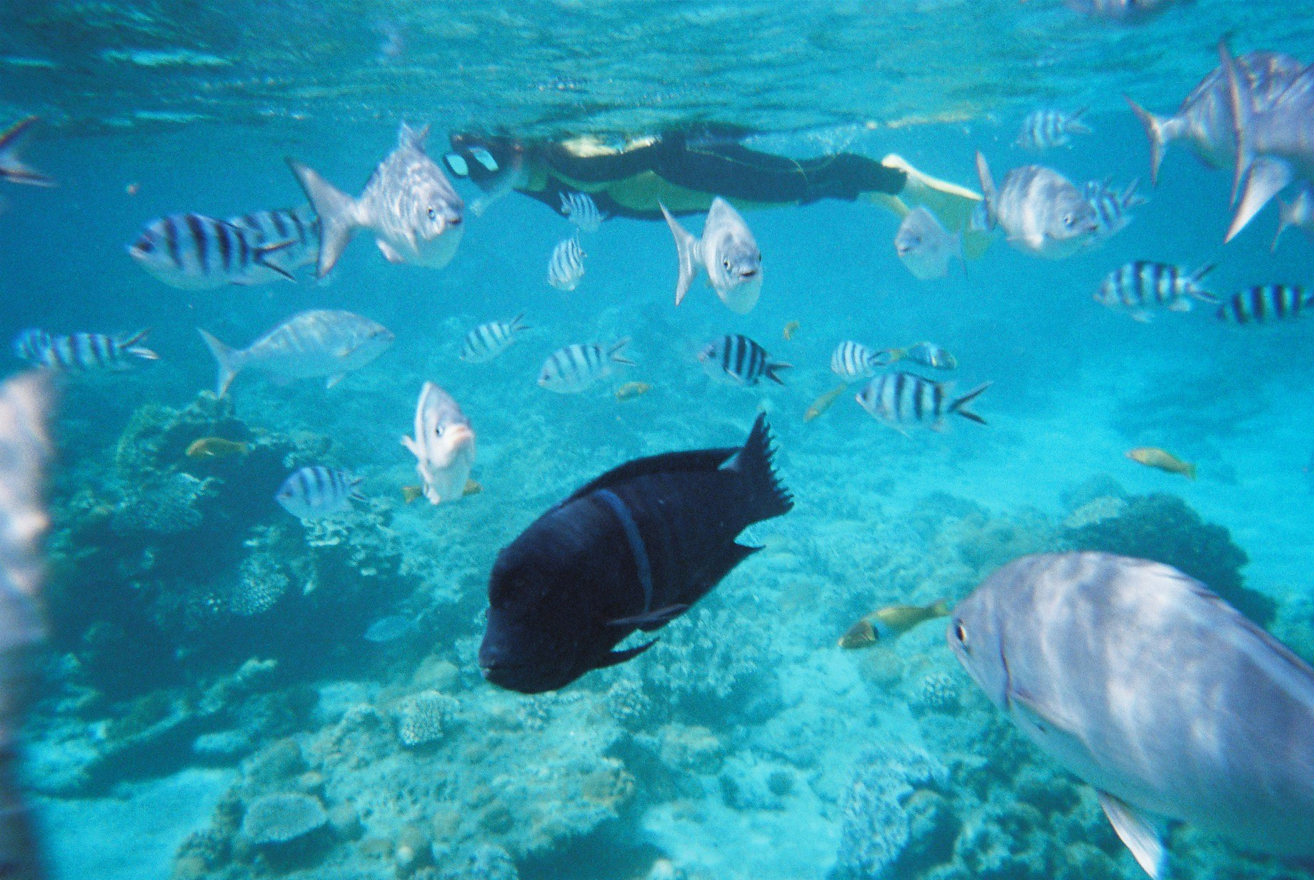 青い海で泳ぐ魚の群れとサメのシルエット