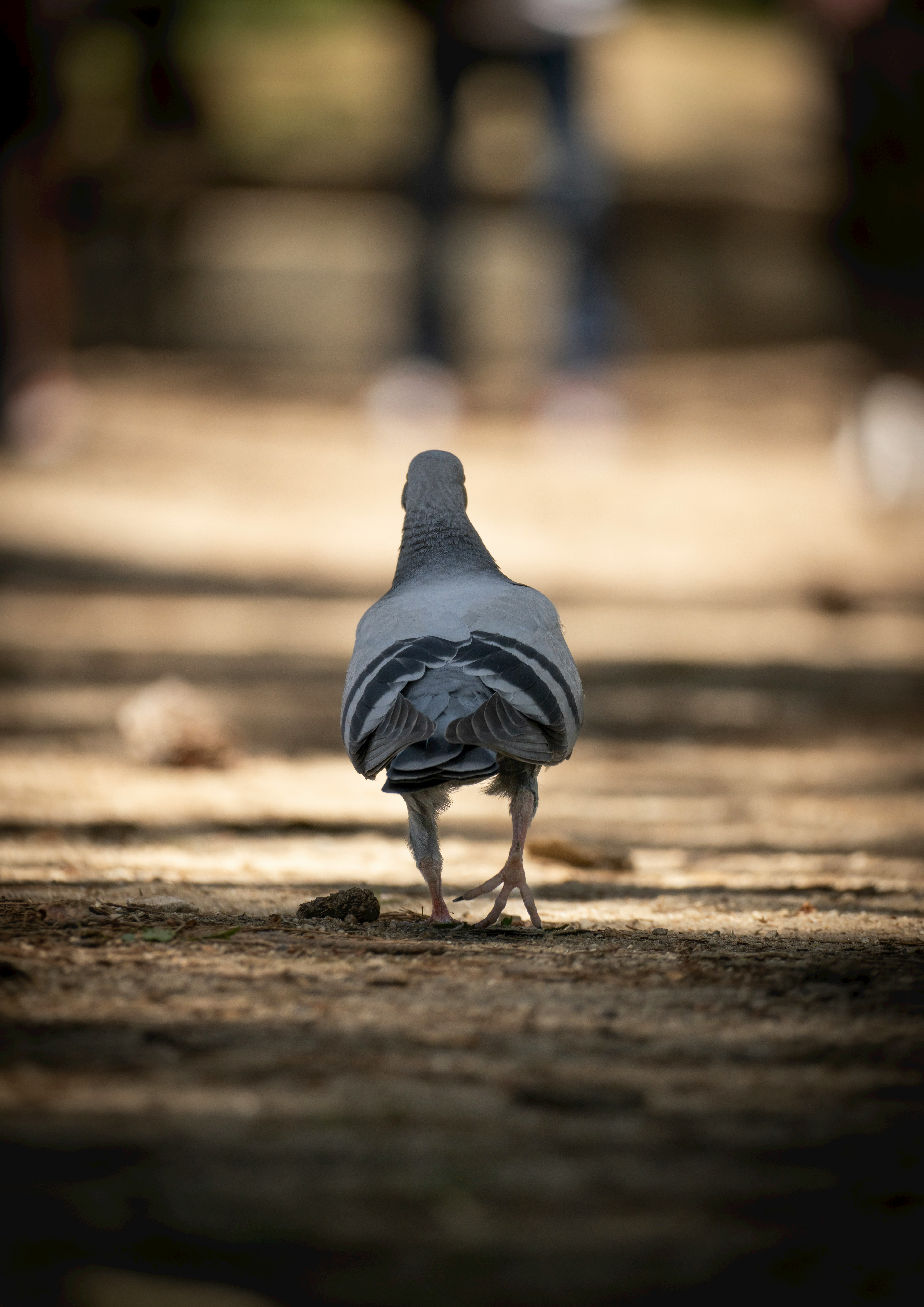 路上を歩く鳩の後ろ姿