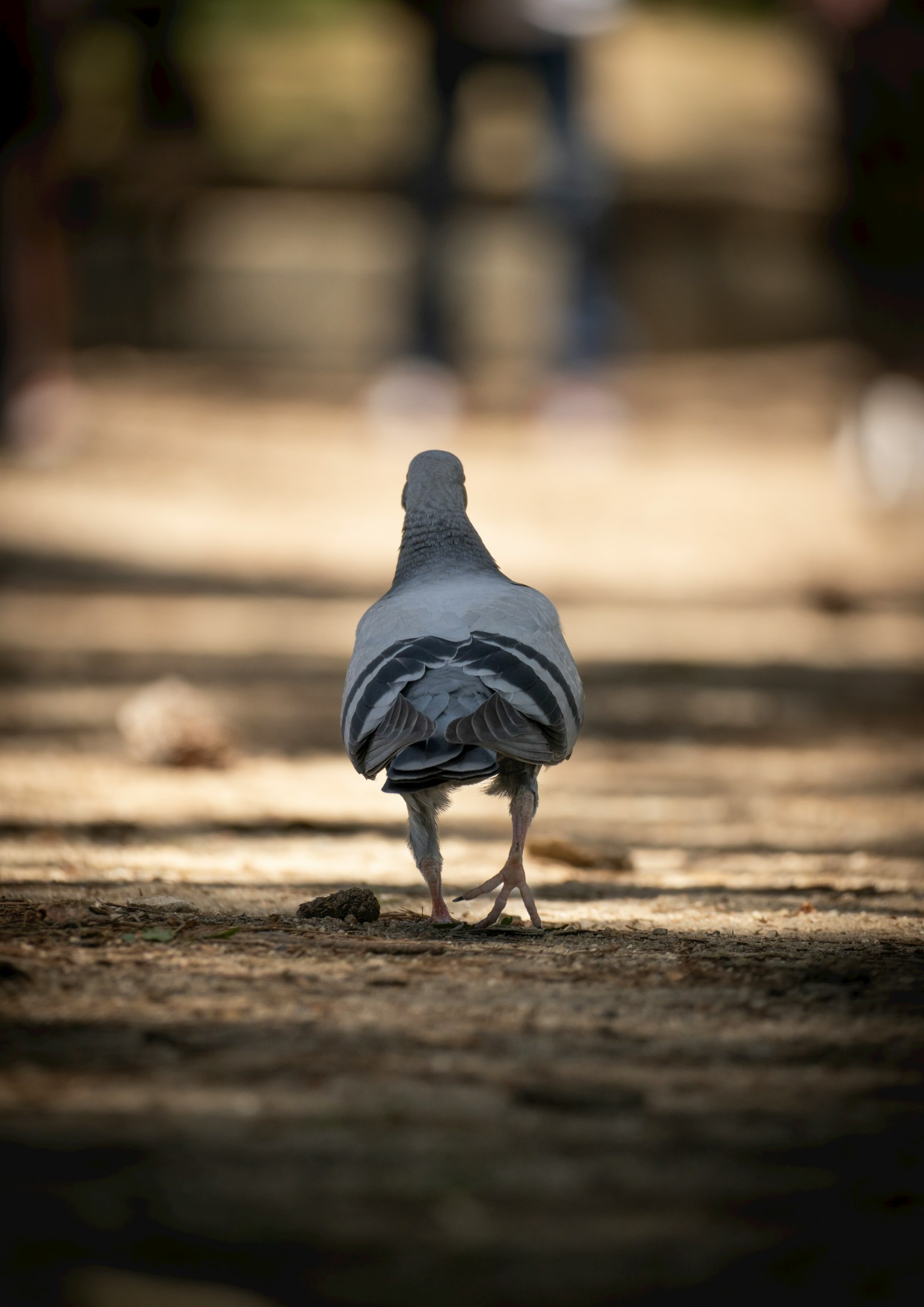 A pigeon walking away on a path with blurred people in the background