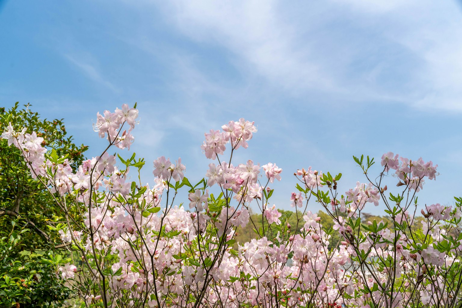 Zarte rosa Blumen blühen unter einem blauen Himmel mit grünen Blättern