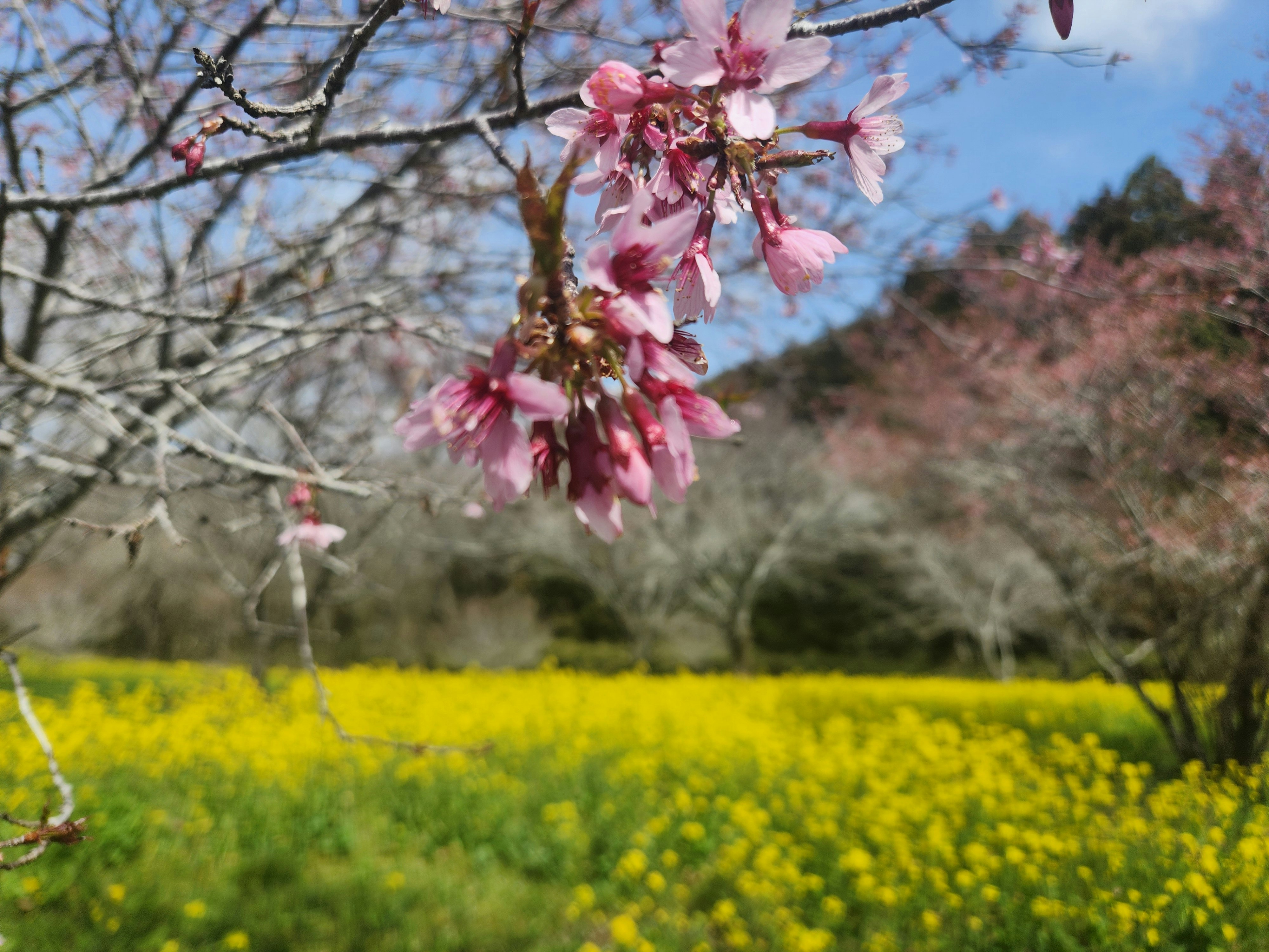 枝垂れ桜の花と菜の花畑の春景色