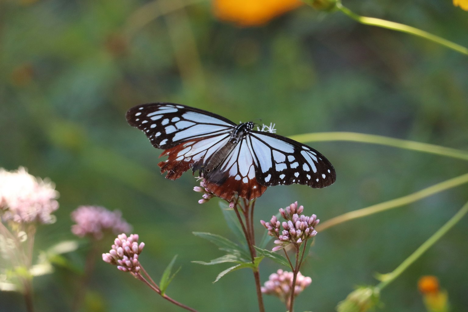 Una farfalla bianca appollaiata su fiori in un ambiente naturale
