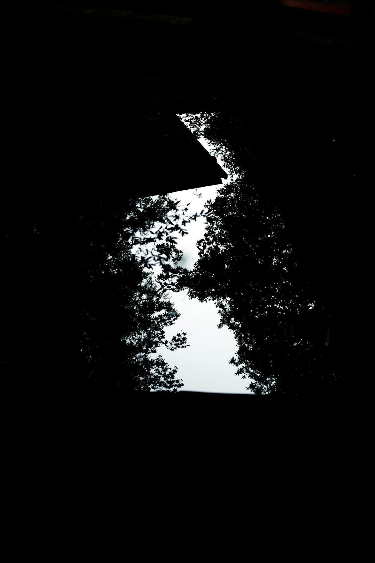 Heller Himmel sichtbar durch die Bäume