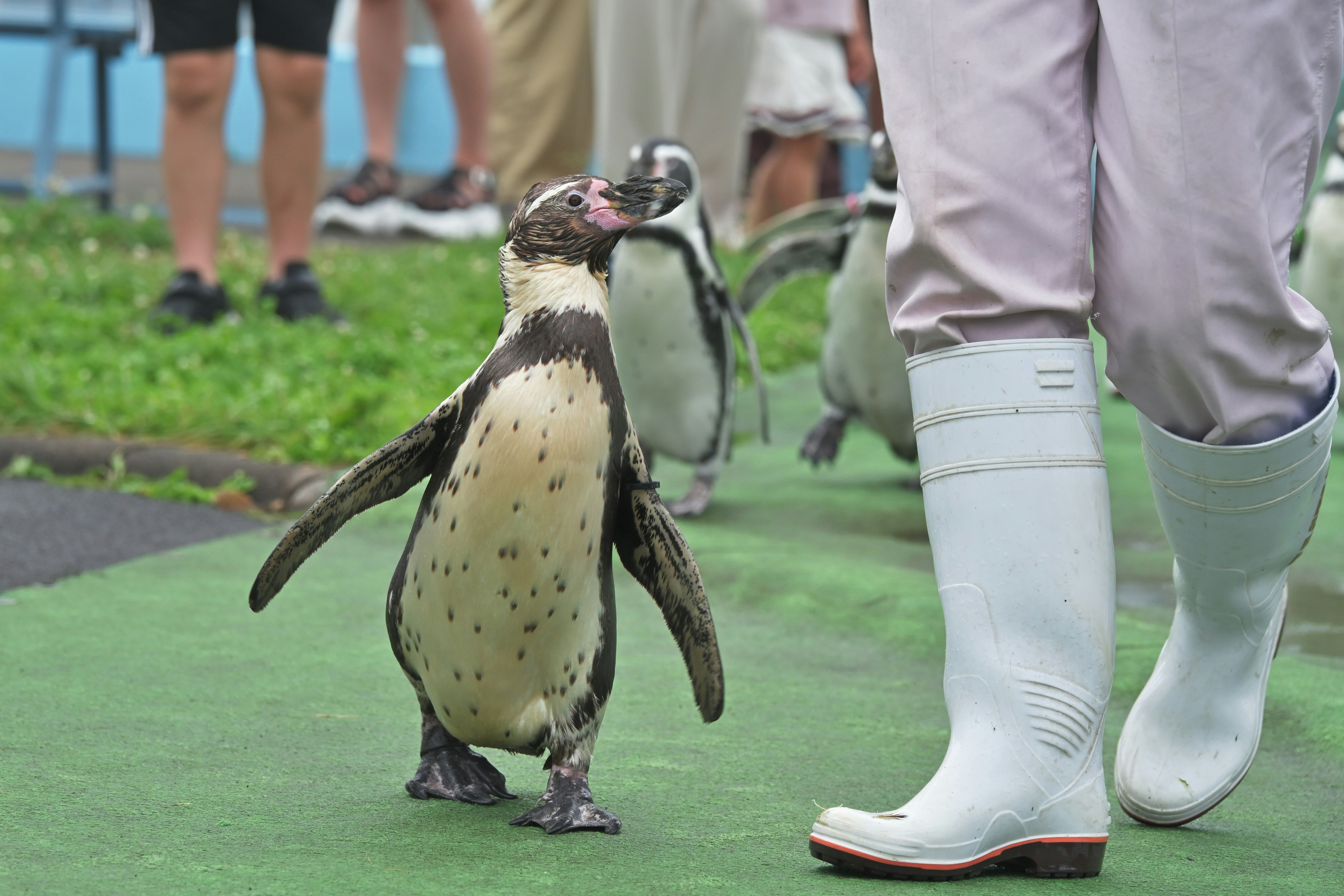 ペンギンと室蘭水族館の芝生エリアでのふれあい