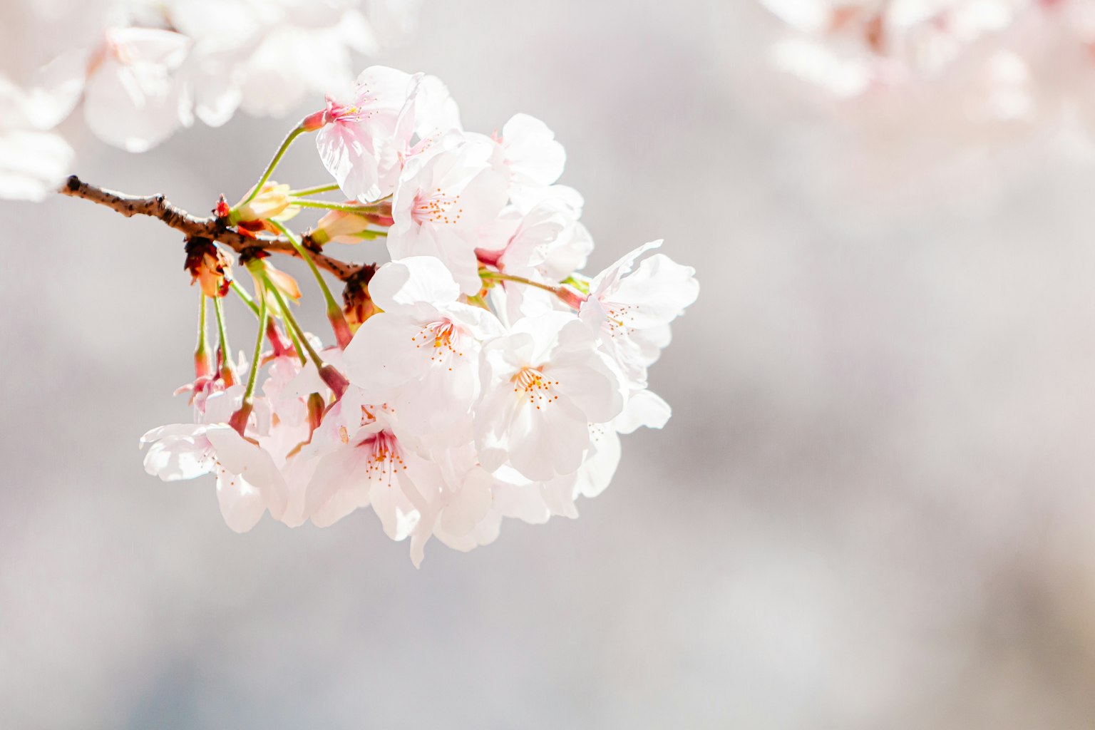 Kedekatan bunga sakura di atas cabang
