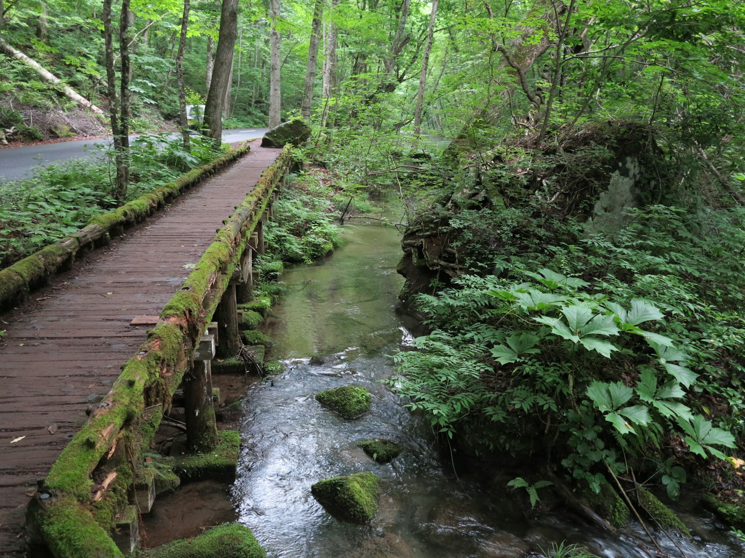 Ponte di legno su un torrente in una foresta verdeggiante