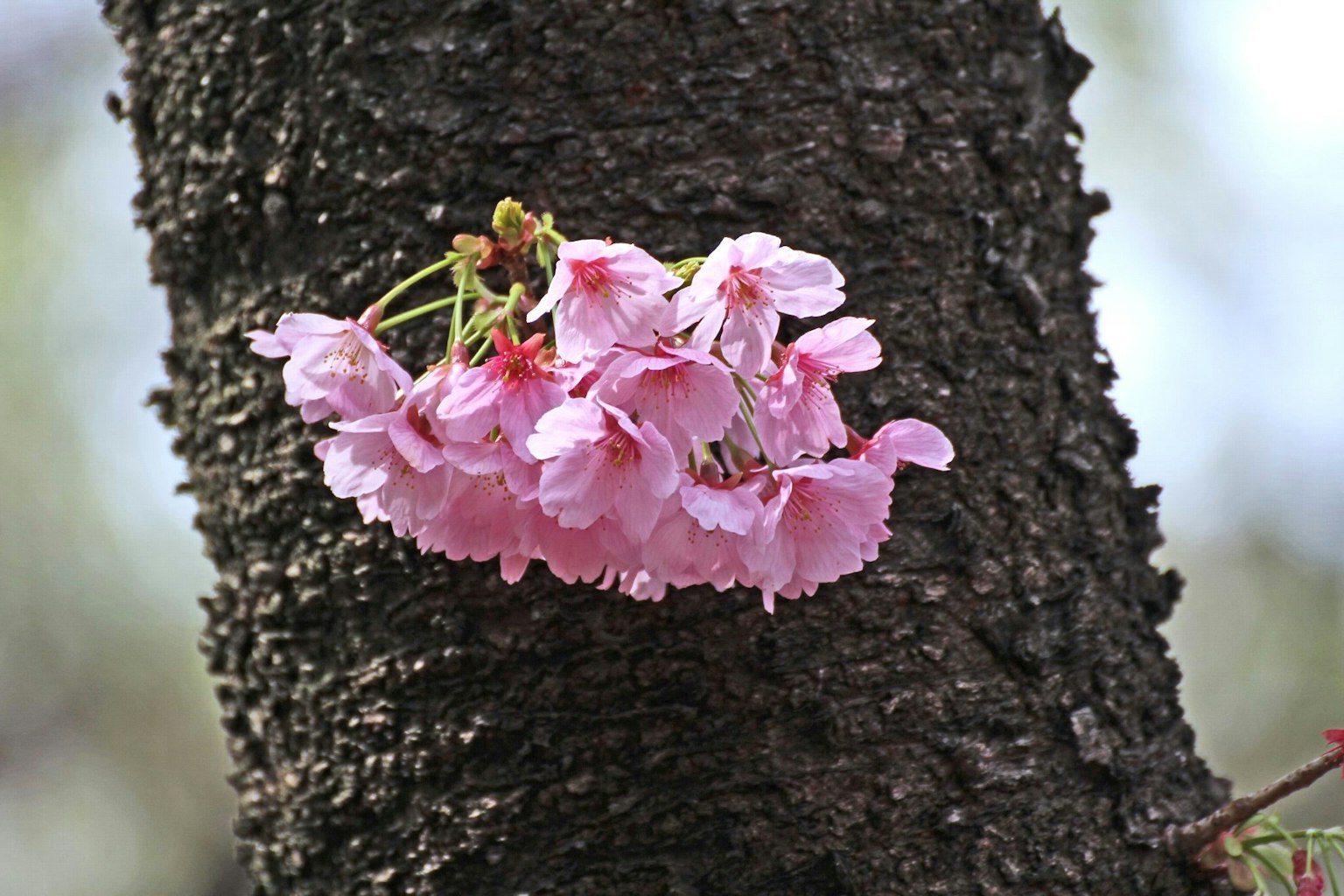 Fiori di ciliegio che sbocciano su un tronco d'albero