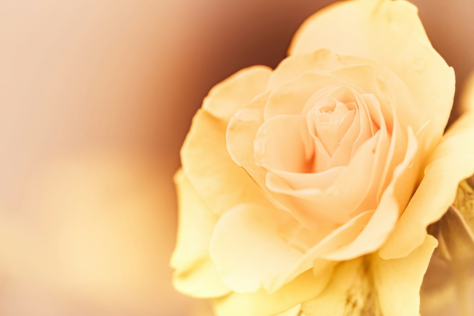 Nahaufnahme eines sanften rosa Rosenblüten