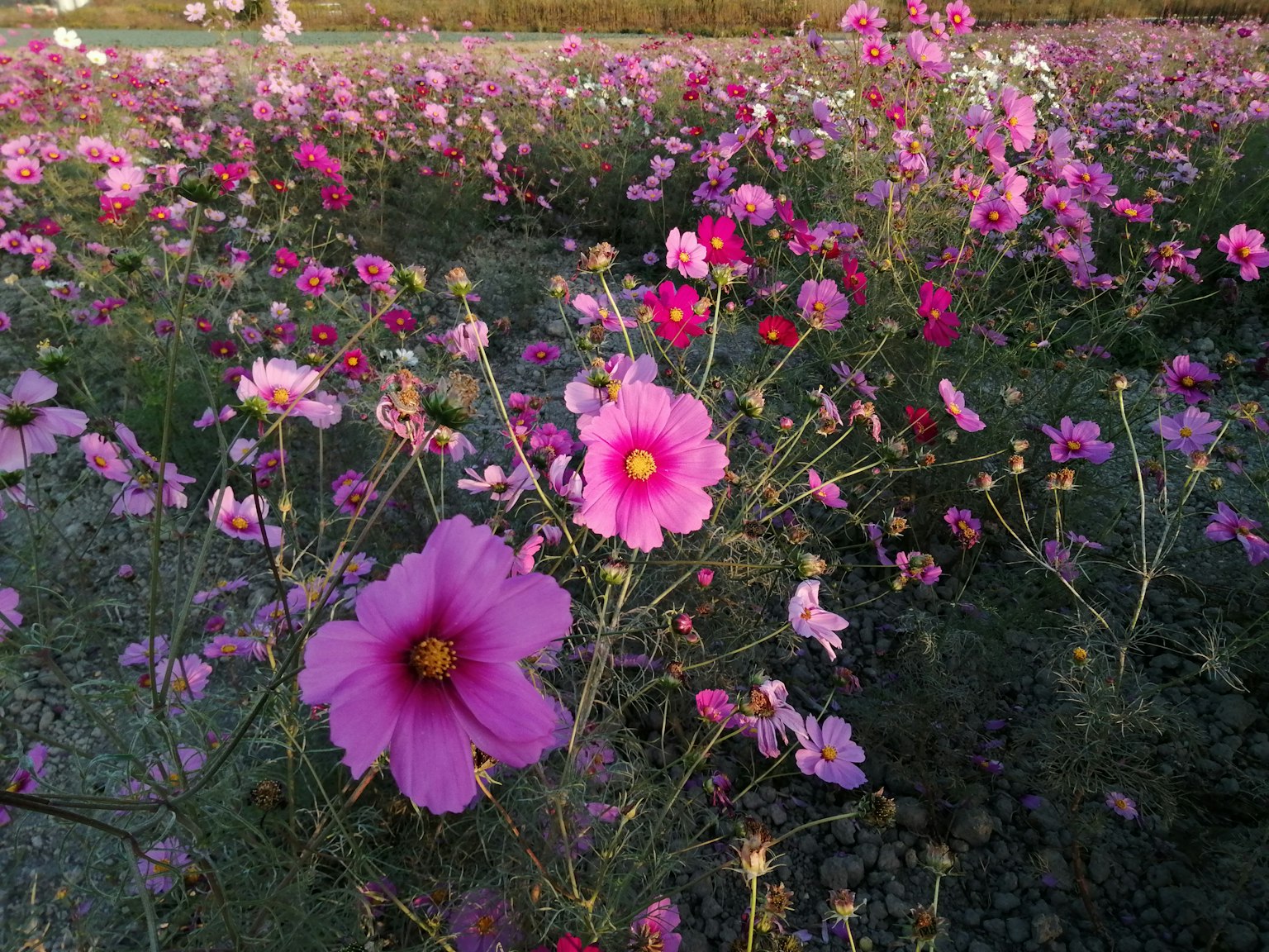Ein lebhaftes Feld von blühenden Kosmosblumen in verschiedenen Rosatönen