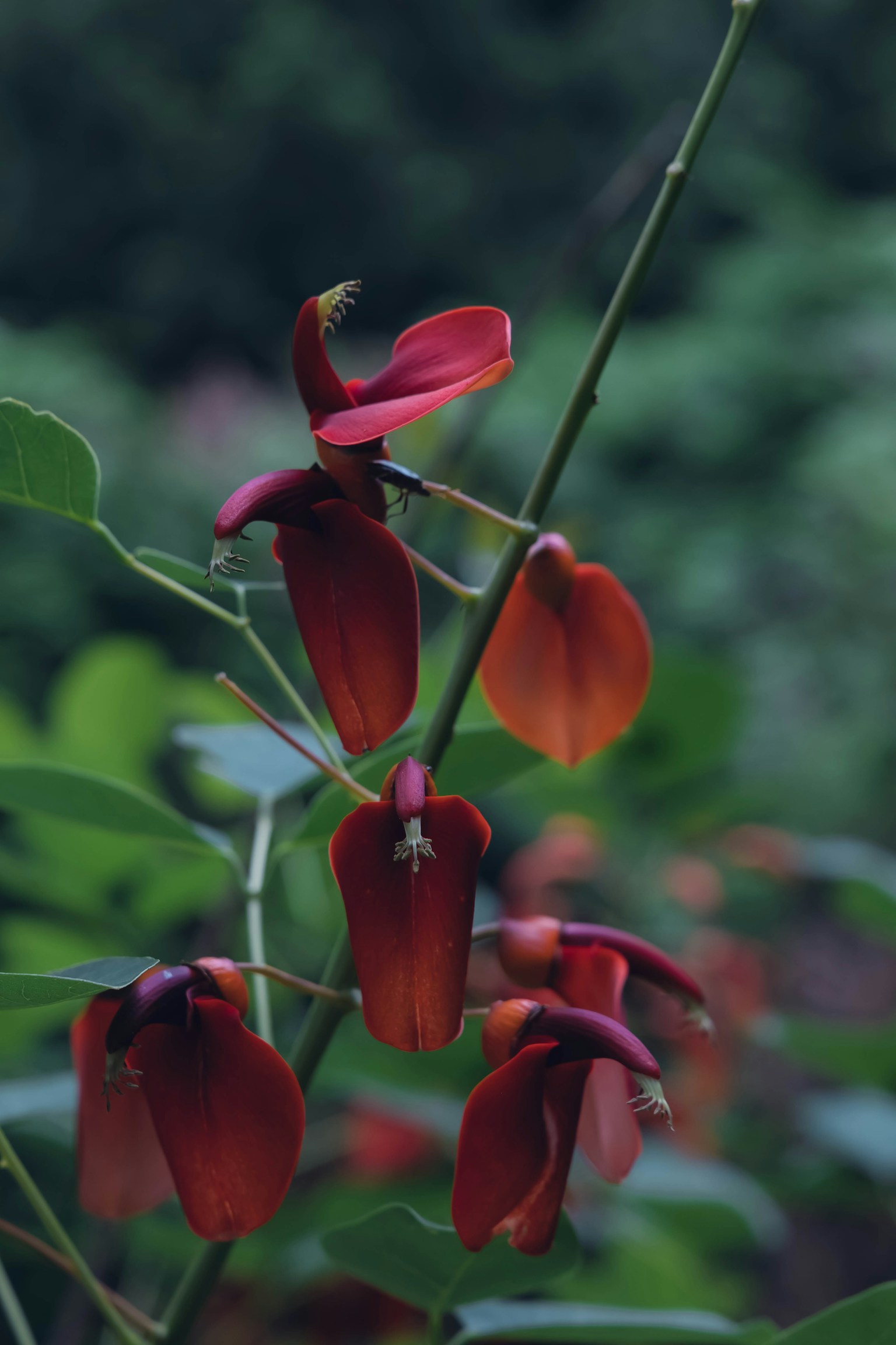 Image en gros plan d'une plante avec des fleurs rouges