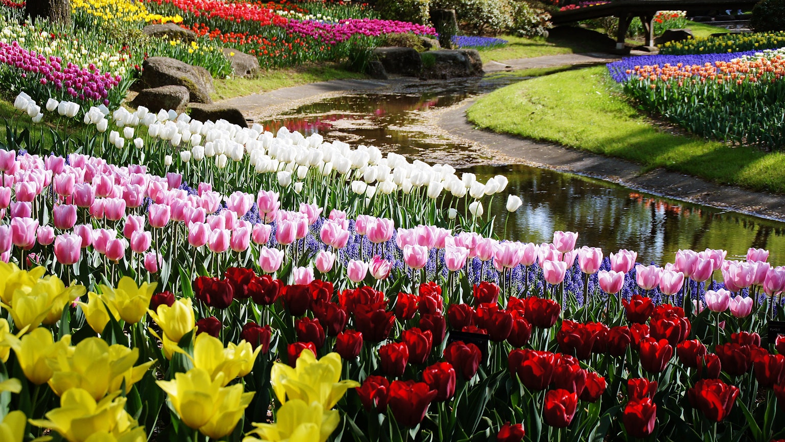 Paesaggio di giardino vibrante pieno di tulipani colorati e uno stagno sereno