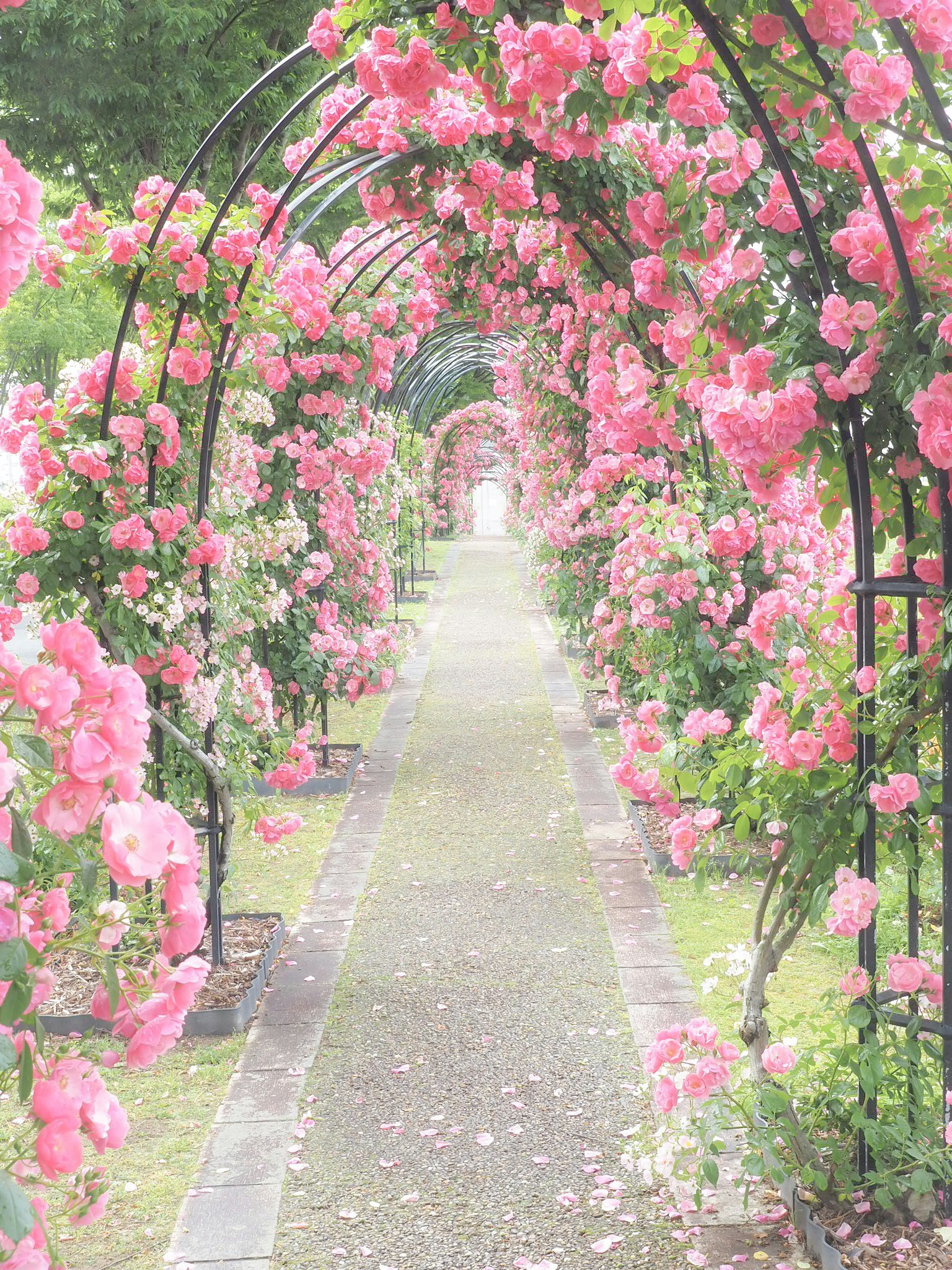 Hermoso camino de jardín flanqueado por arcos de flores rosas