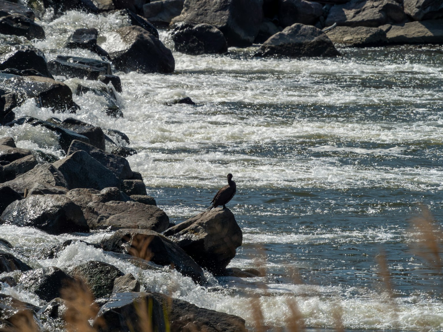 Burung berdiri di atas batu di tepi sungai yang mengalir