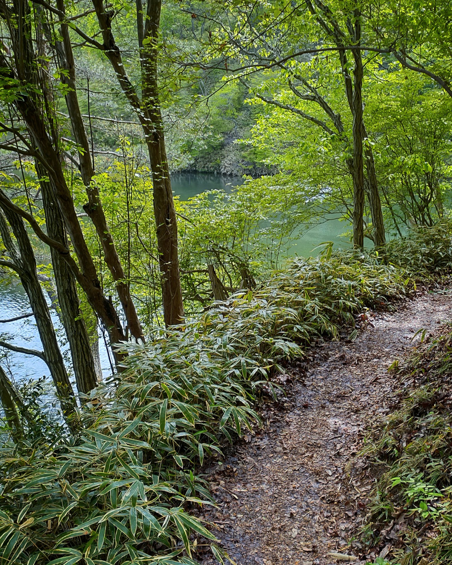 Ein gewundener Weg, umgeben von grünen Bäumen, der zu einem ruhigen See führt