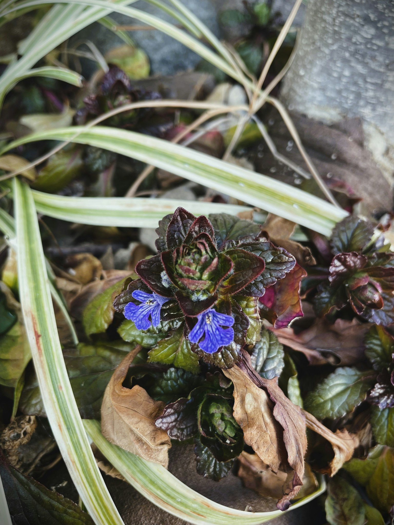 Grüne Pflanze mit blauen Blumen und trockenen Blättern