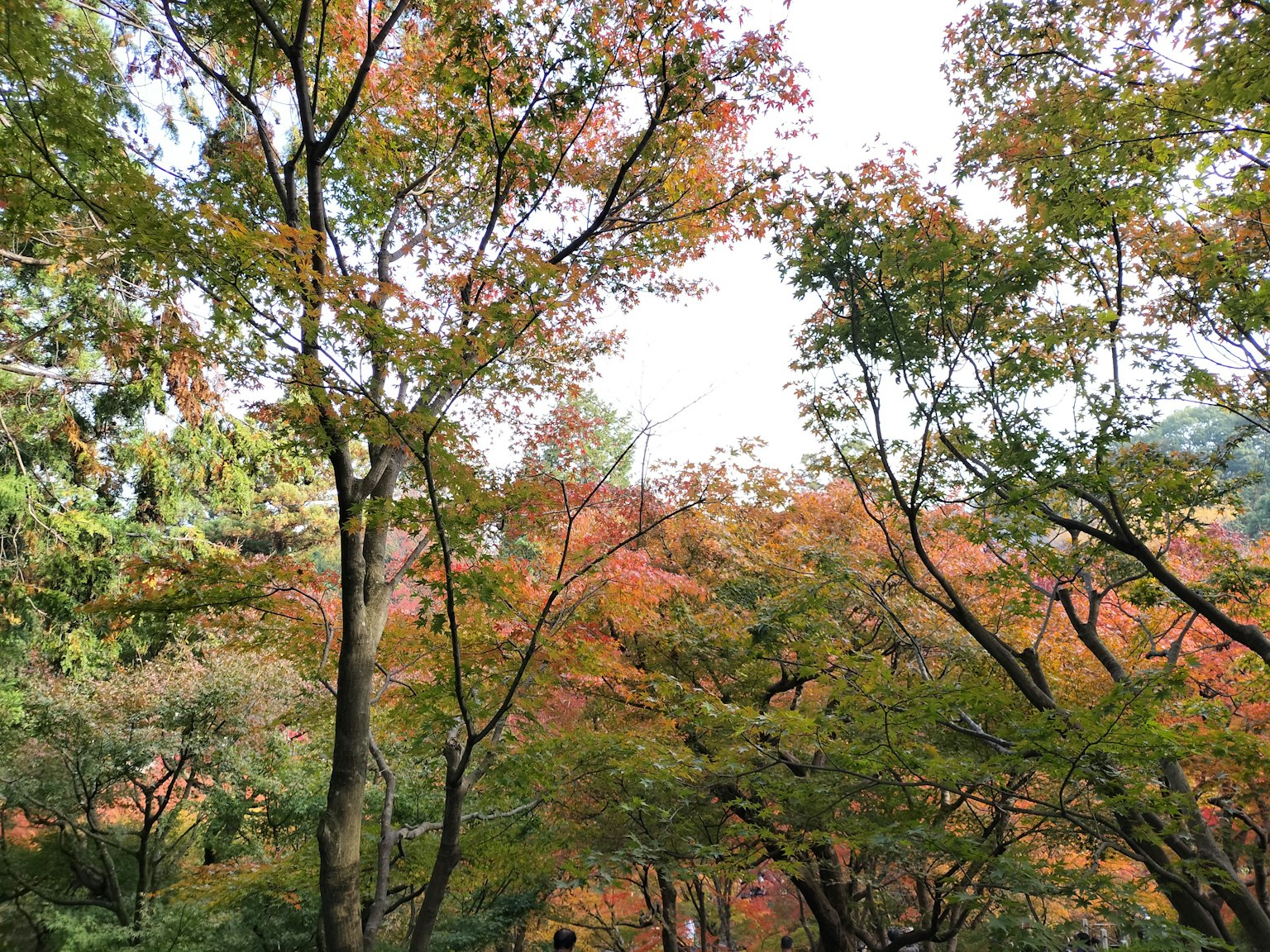 秋季色彩斑斓的树木风景