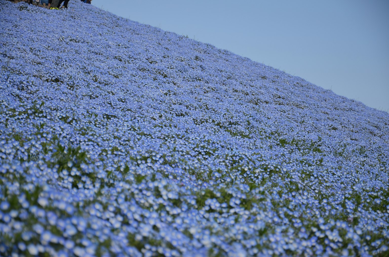 Eine Hügellandschaft mit blühenden blauen Blumen