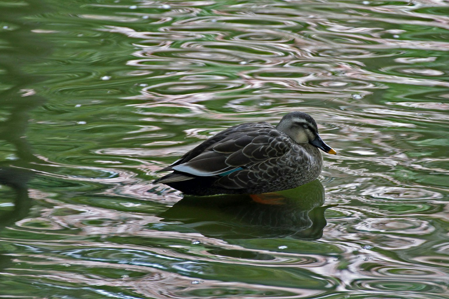 Un canard flottant sur de l'eau verte avec des ondulations