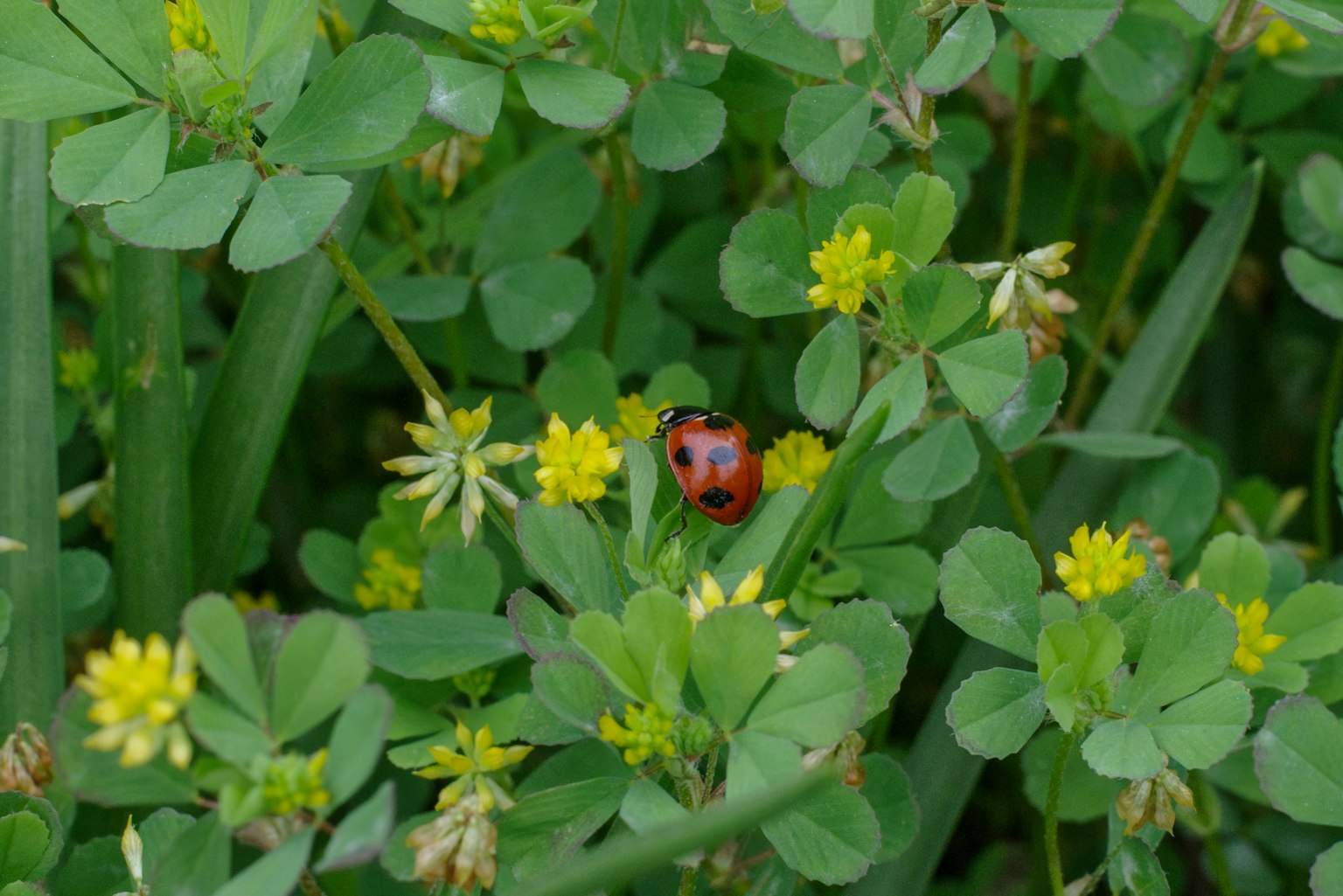 Una coccinella rossa tra foglie di trifoglio verde e fiori gialli