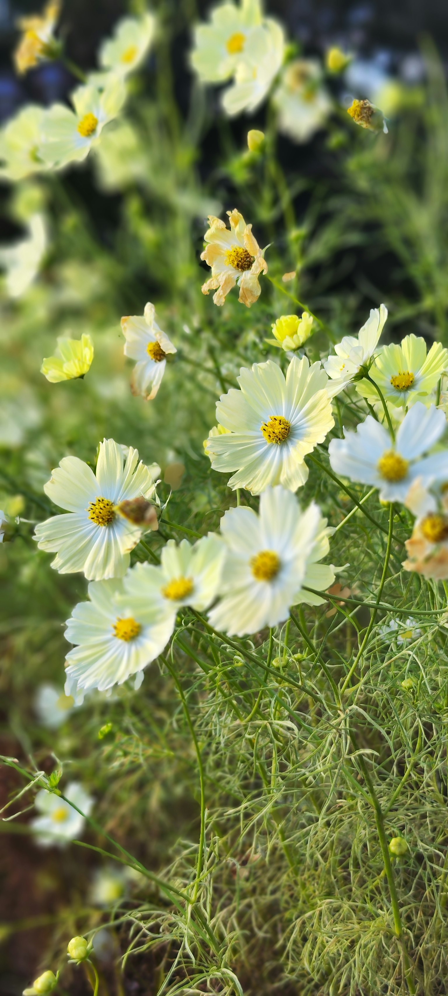 Primo piano di un giardino fiorito con fiori bianchi e foglie verdi
