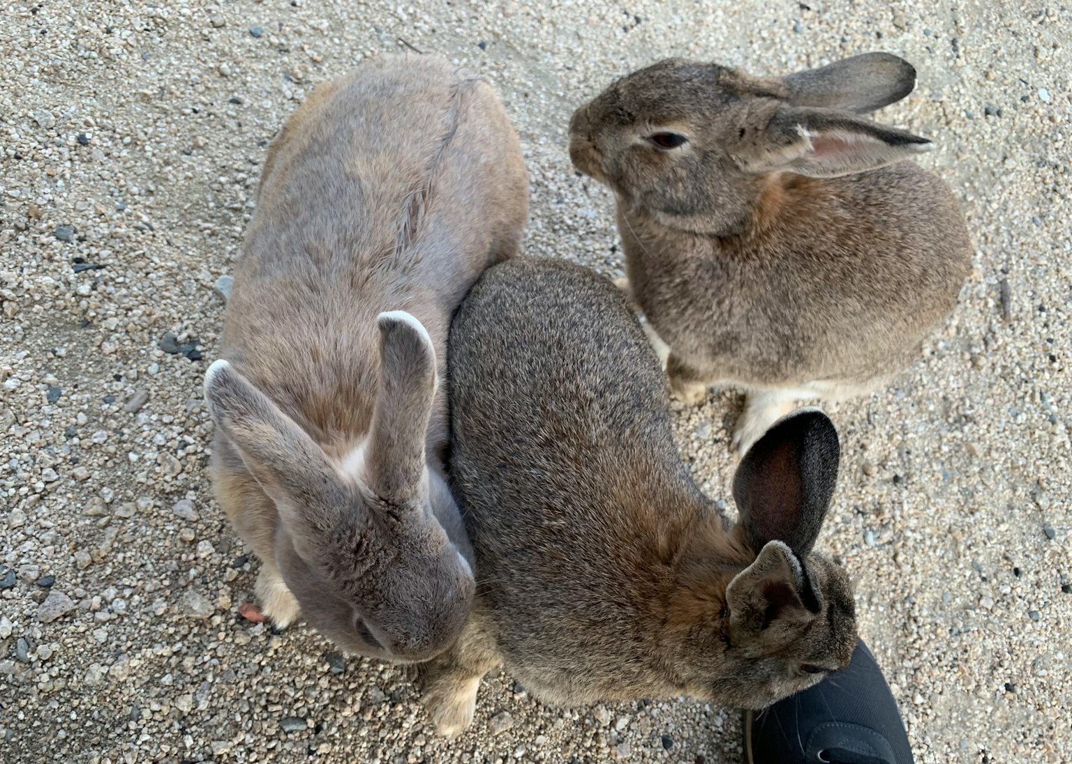 Drei Kaninchen auf dem Boden versammelt