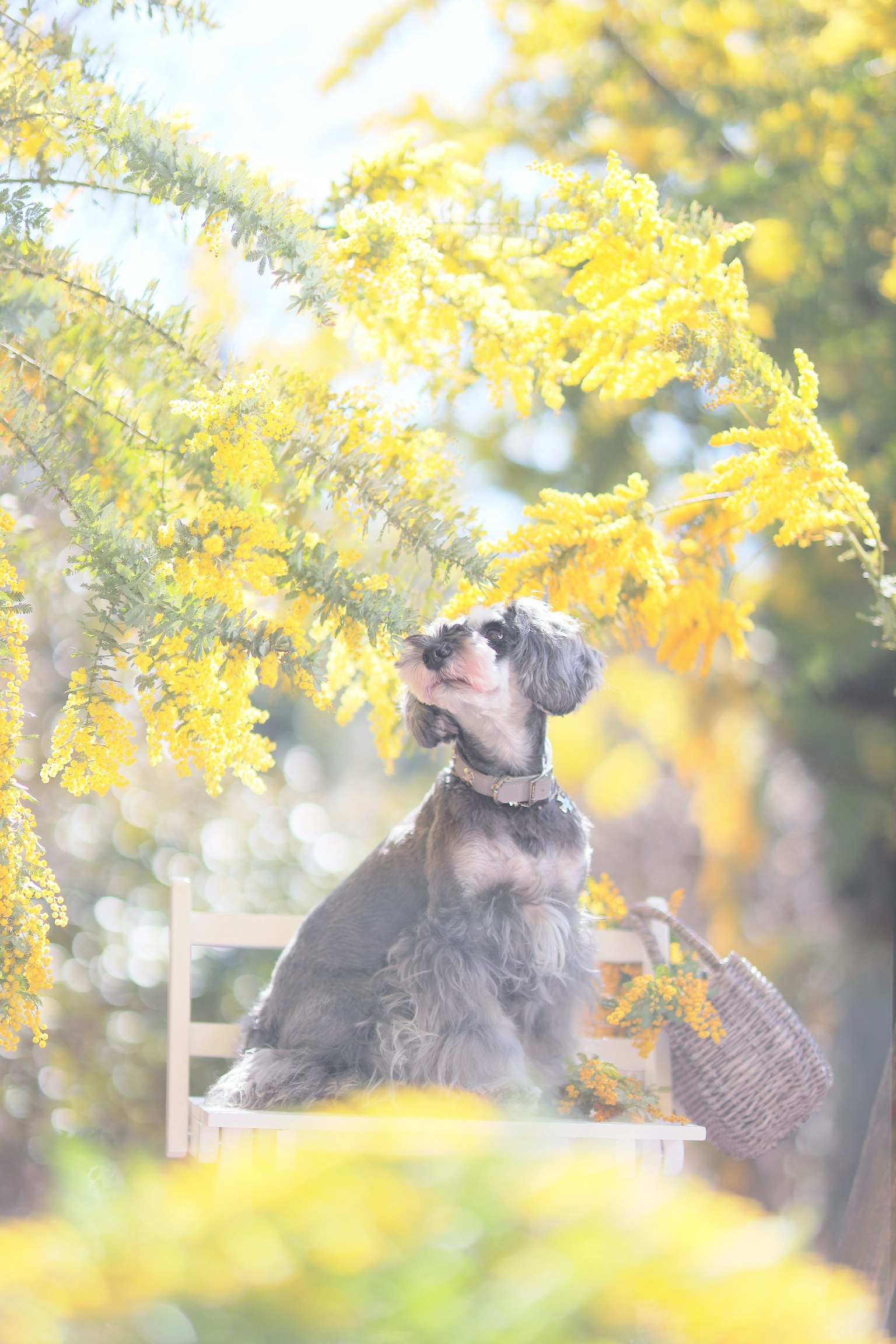 A dog sitting under a tree with yellow flowers