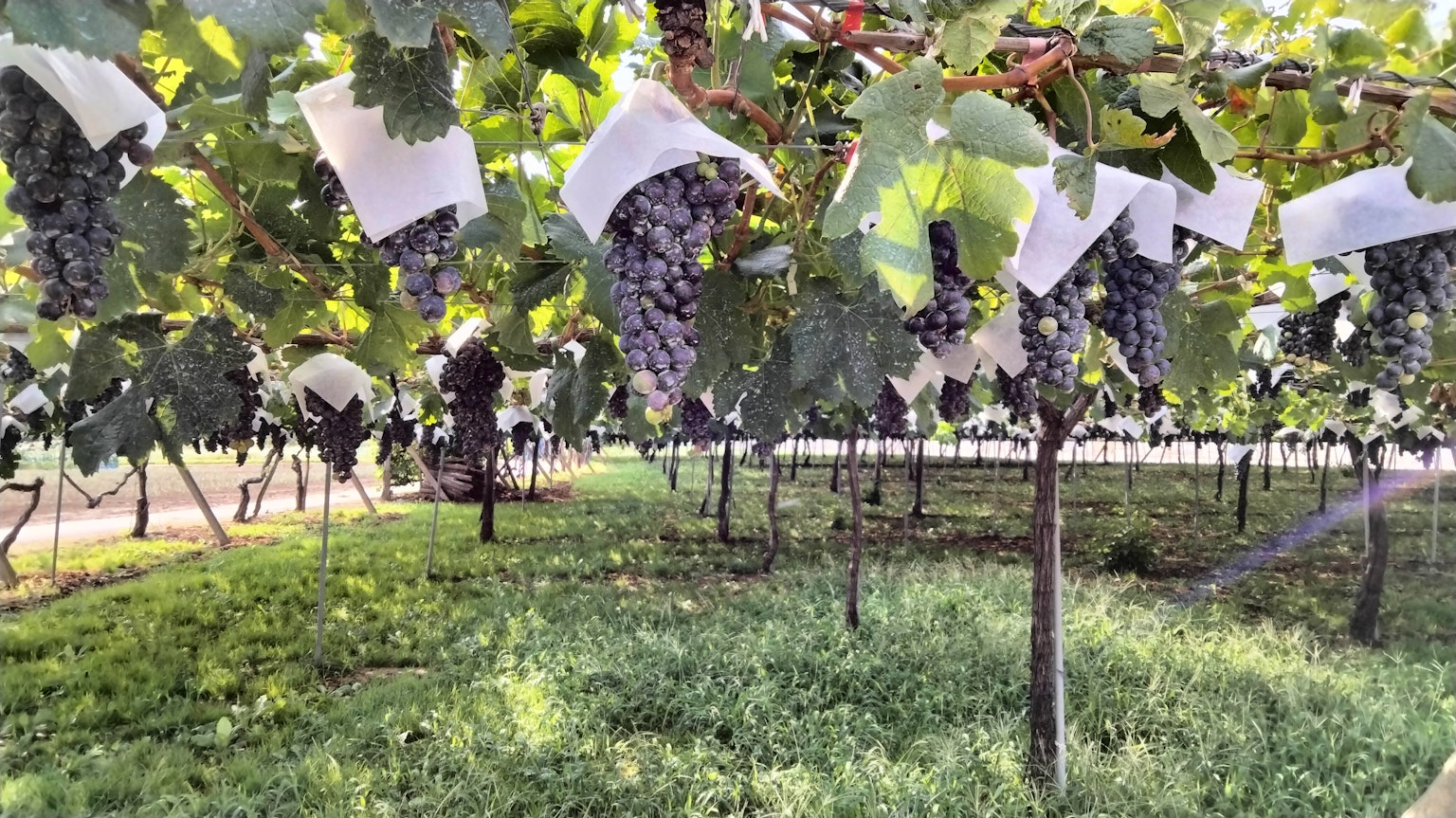 Vignoble avec des vignes recouvertes de sacs blancs herbe verte luxuriante en dessous