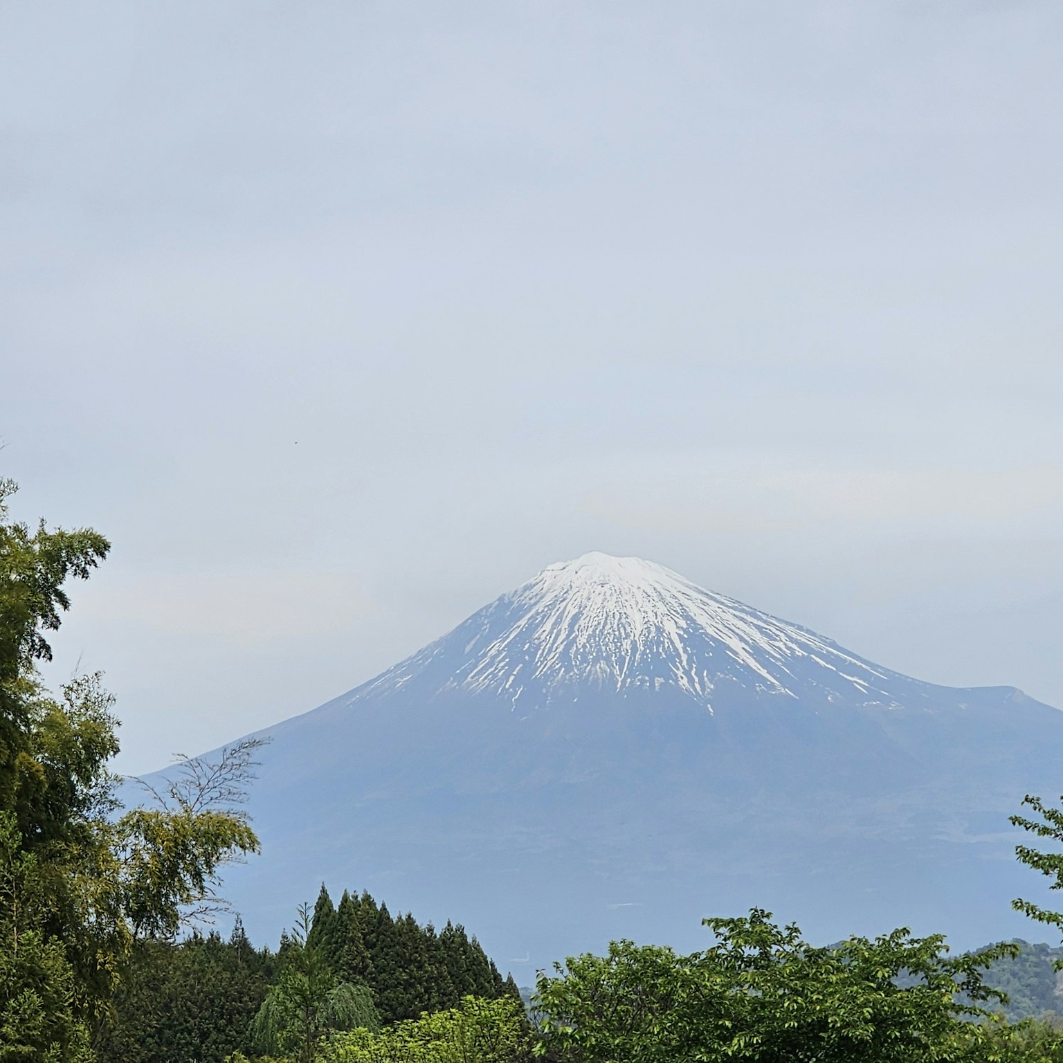 Beautiful view of Mount Fuji covered in snow with green trees and blue sky