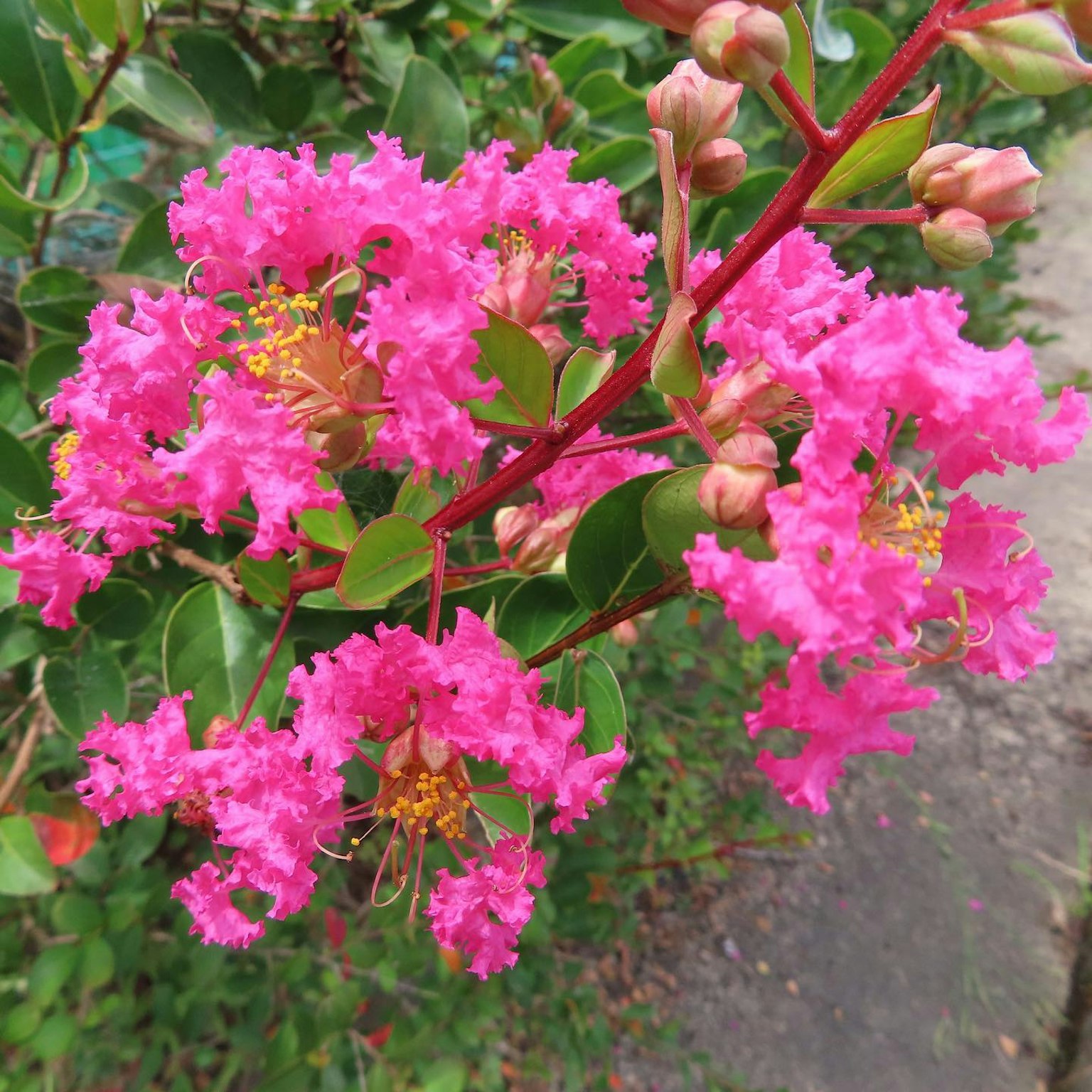 Bunga crepe myrtle pink cerah yang mekar