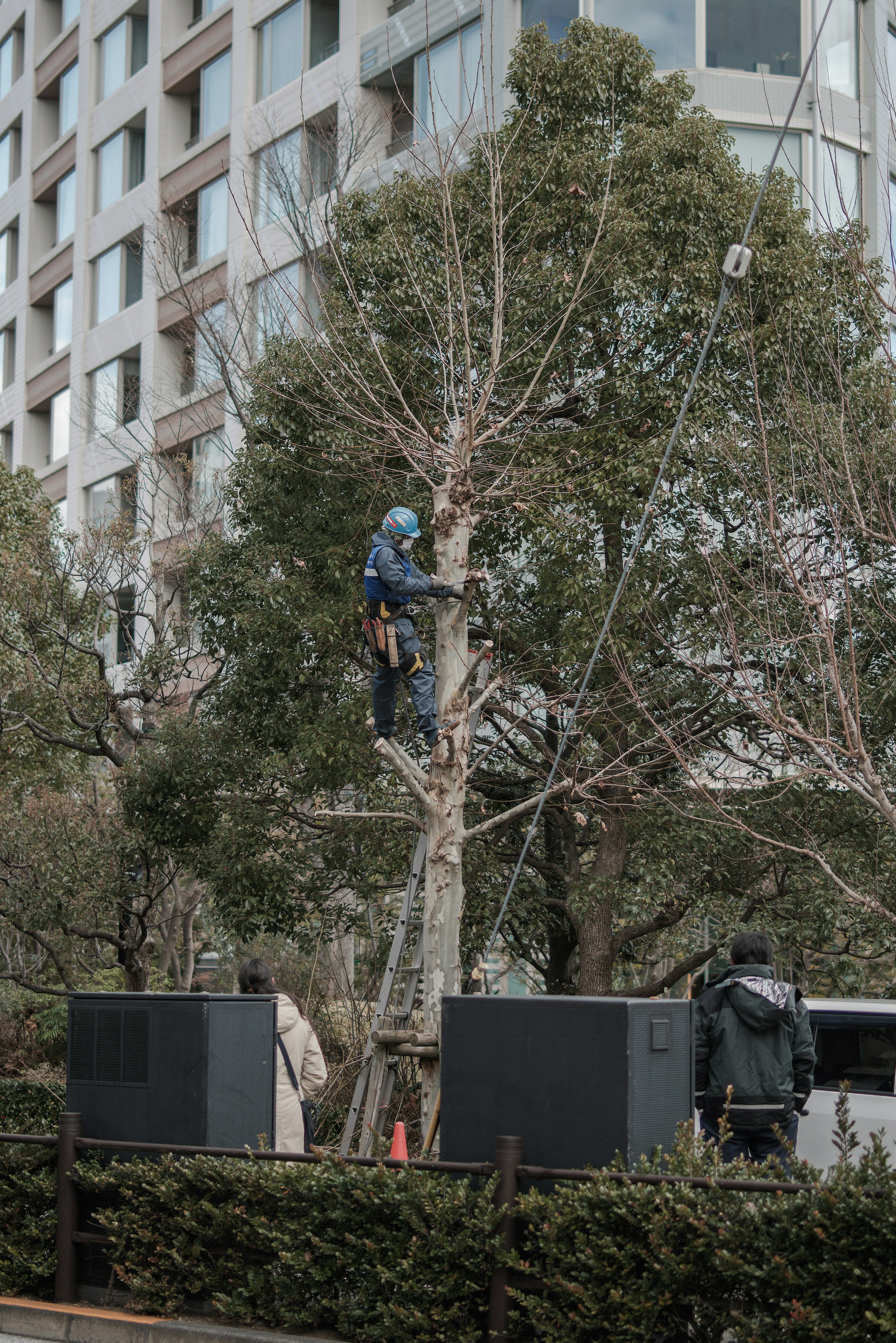 urban scene with workers pruning street trees beside a building