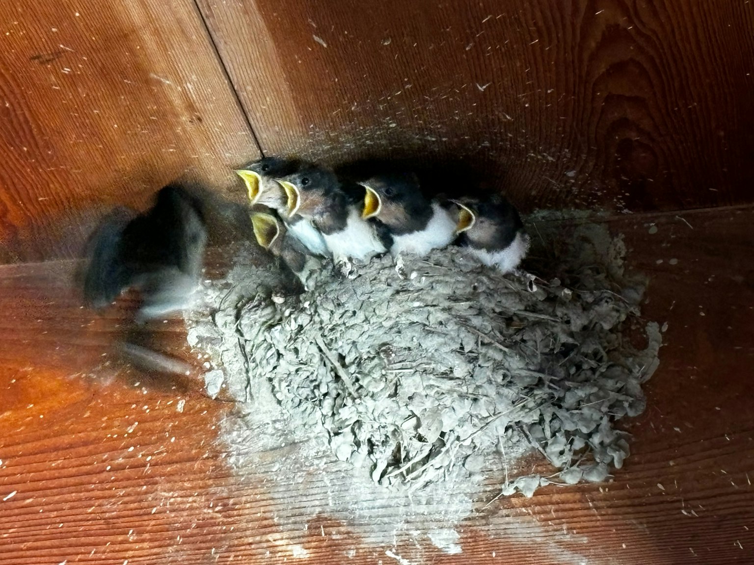 Eine Gruppe von Küken in einem Nest mit geöffneten Schnäbeln