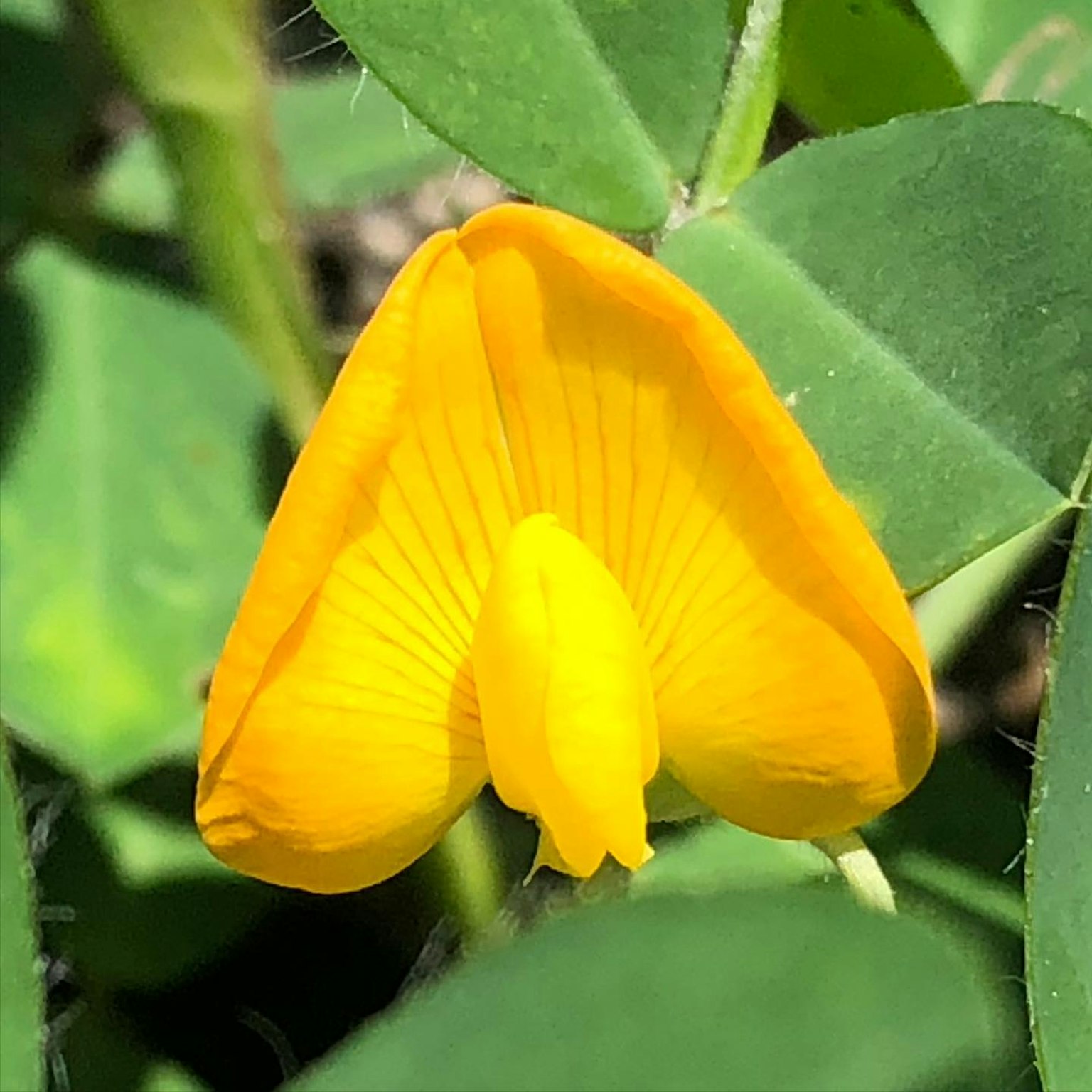Vibrant yellow flower emerging from green leaves