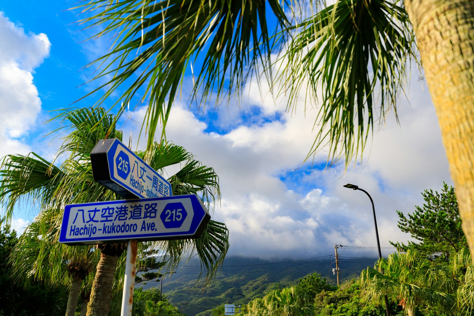 A scenic view of road signs under a blue sky with palm trees