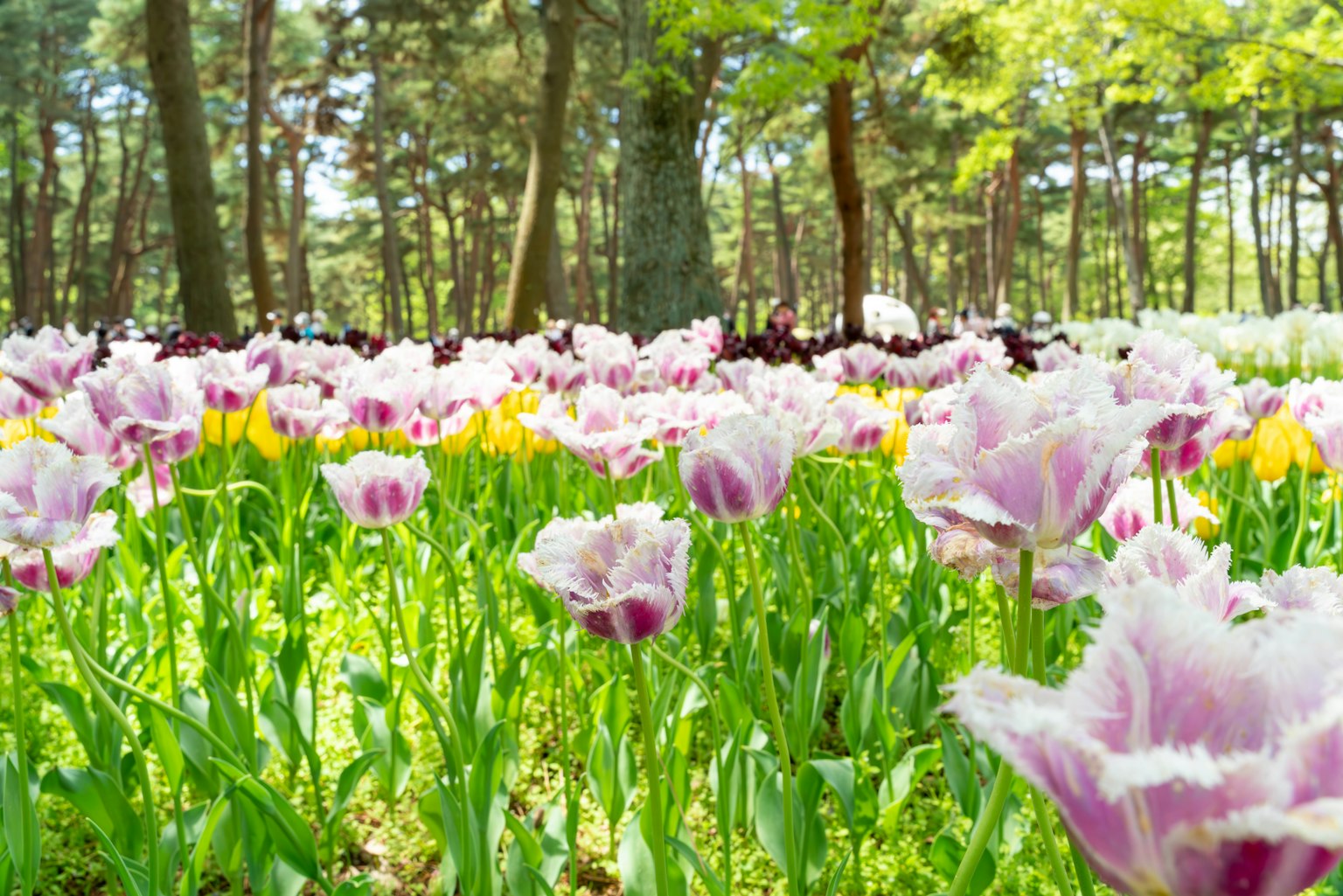 Bunte Tulpen blühen in einer Waldumgebung
