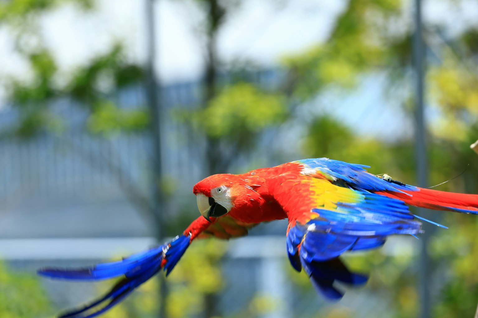 Burung macaw merah dan biru yang cerah terbang di udara