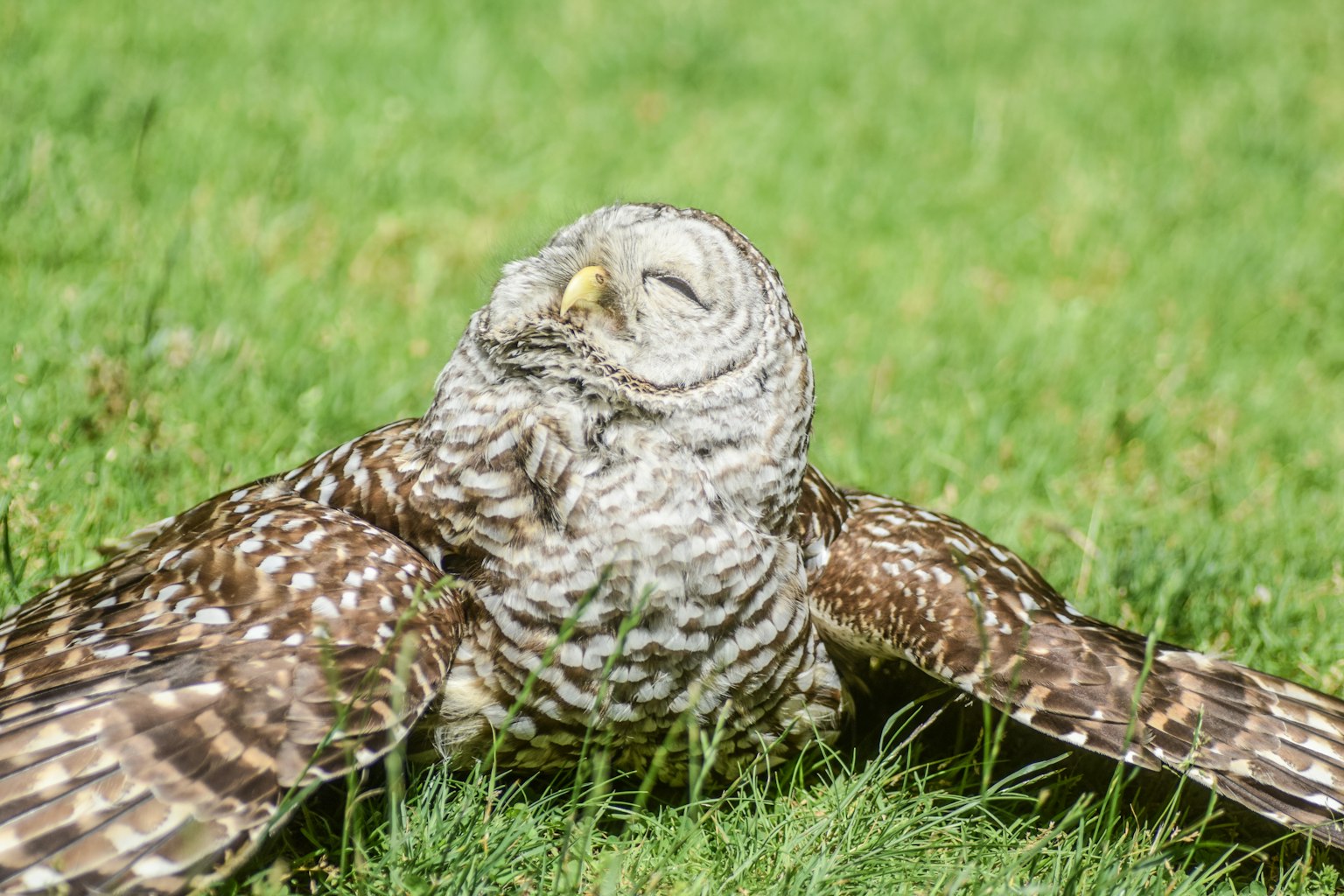 A relaxed owl resting on the grass with its wings spread