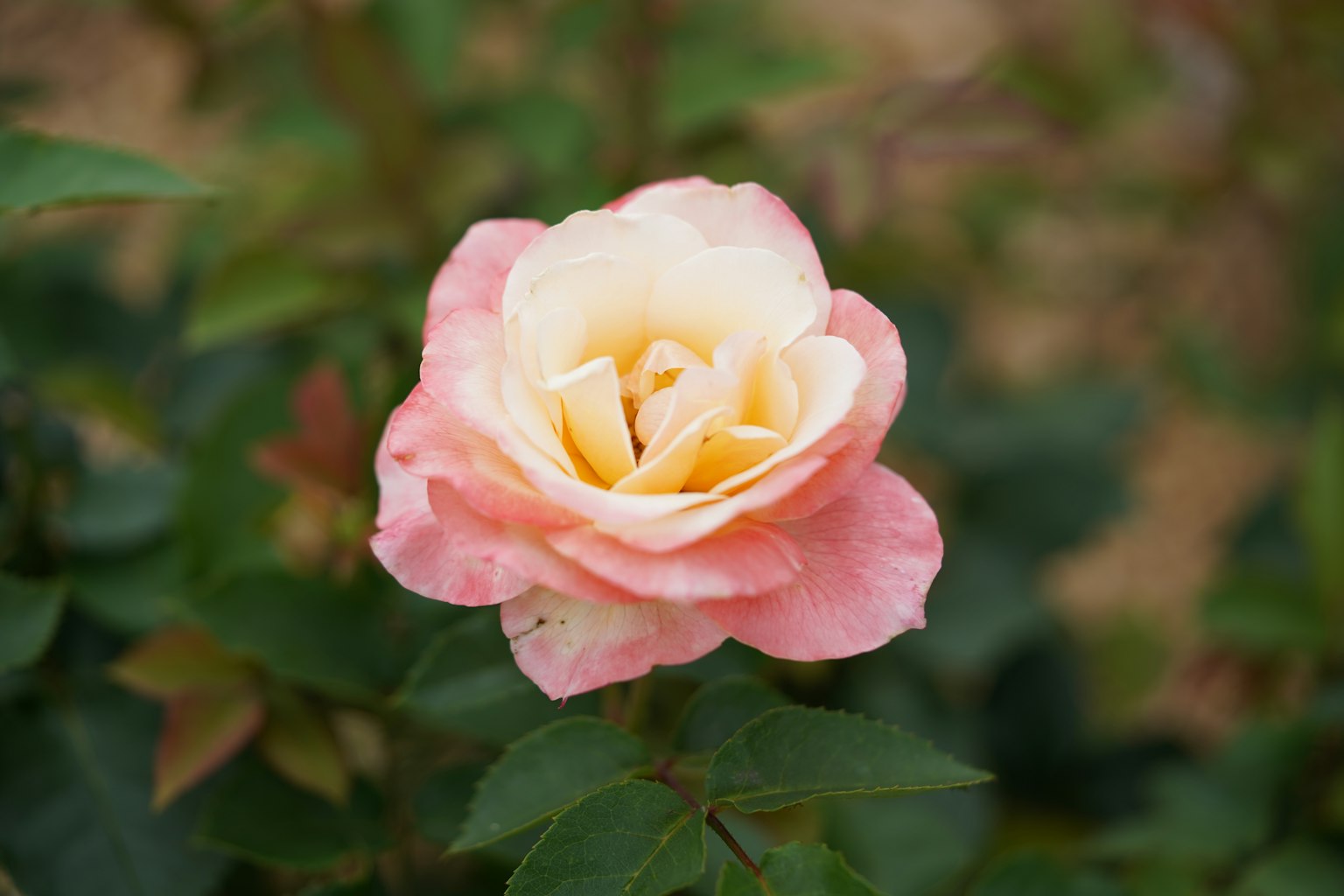 Eine rosa und cremefarbene Rose blüht