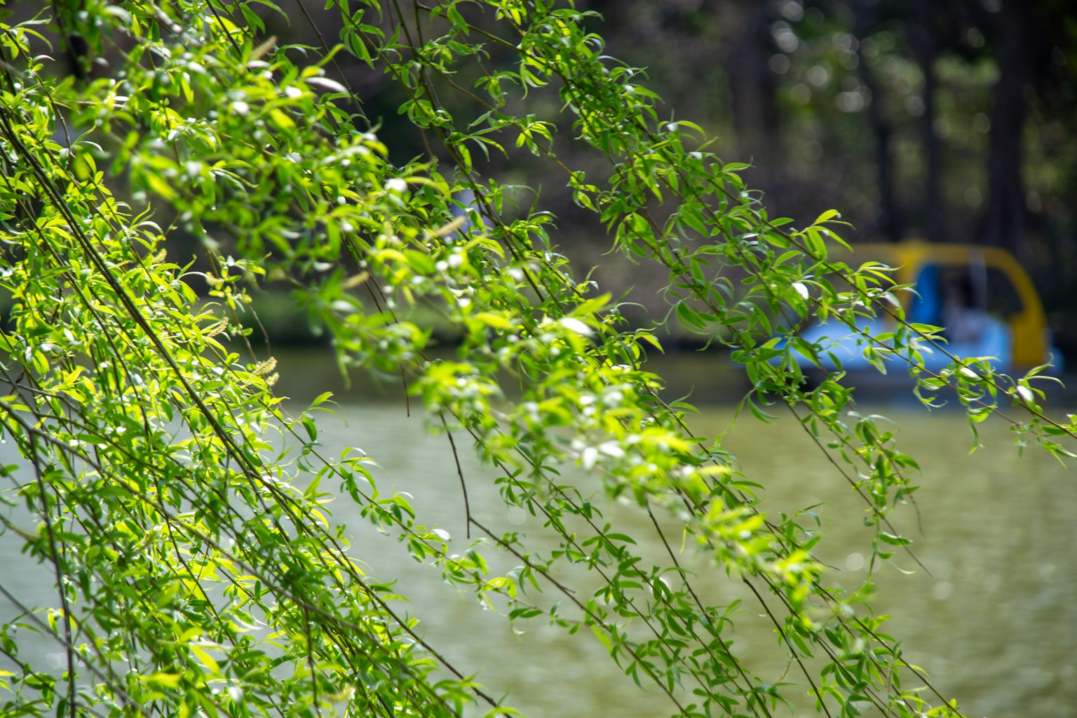 ใบเขียวแขวนอยู่เหนือผิวน้ำสงบพร้อมกับเรือสีน้ำเงินในพื้นหลัง