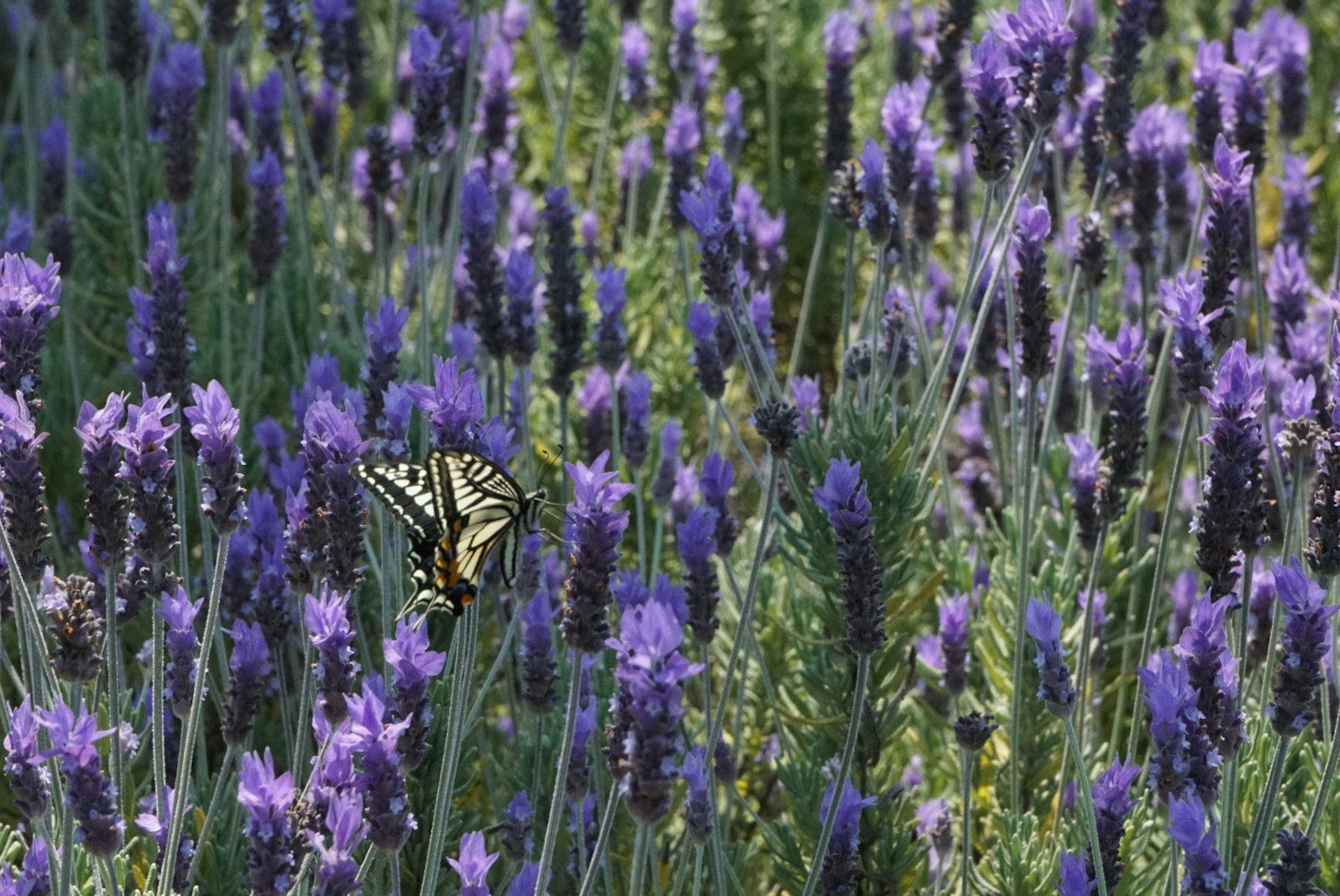 Kupu-kupu di antara bunga lavender ungu yang cerah