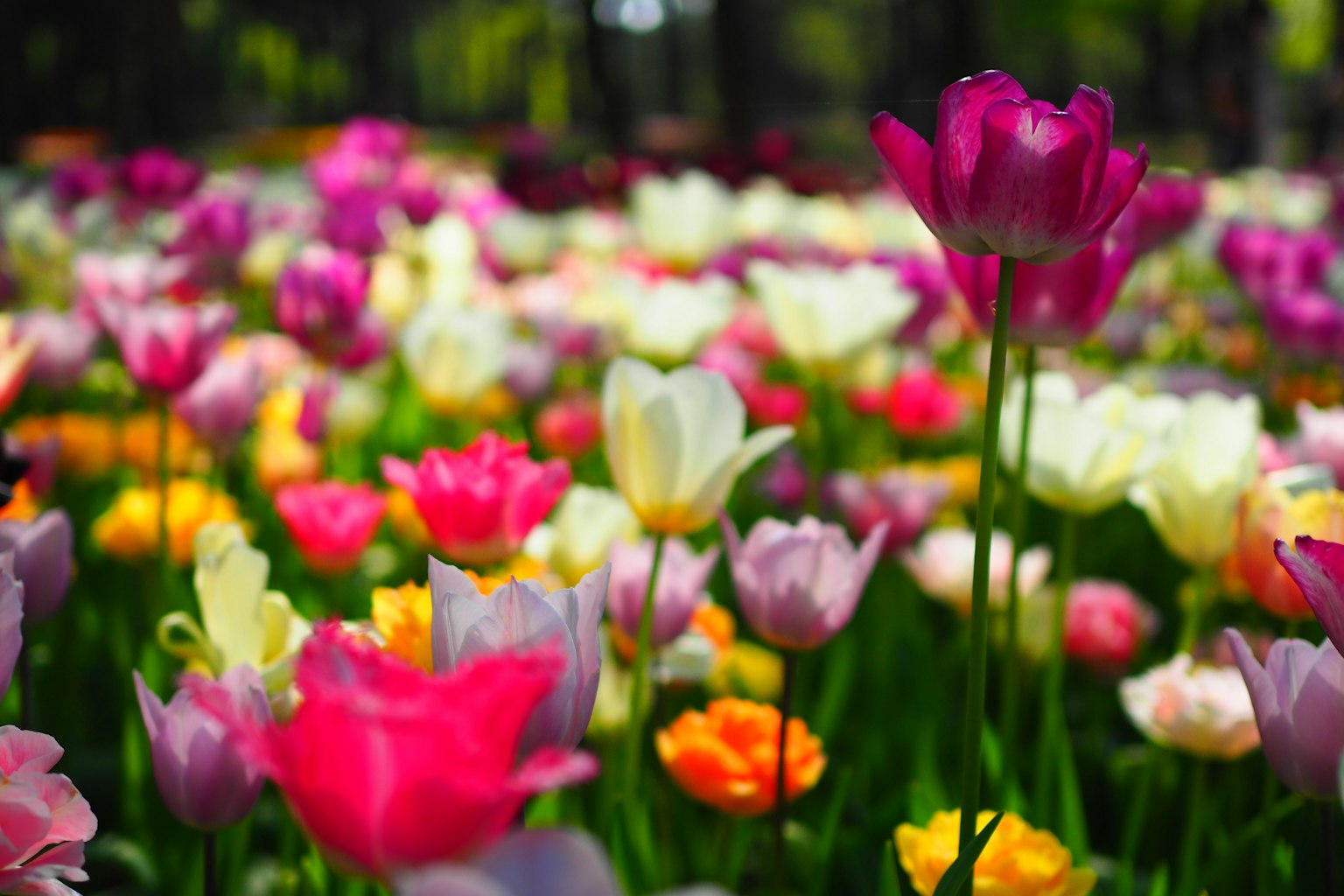色彩斑斓的郁金香花园,盛开的各种花朵