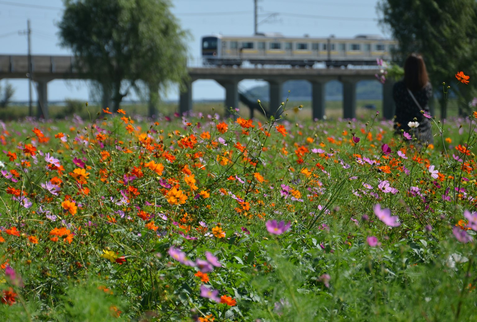 Un champ de fleurs colorées avec un train passant en arrière-plan