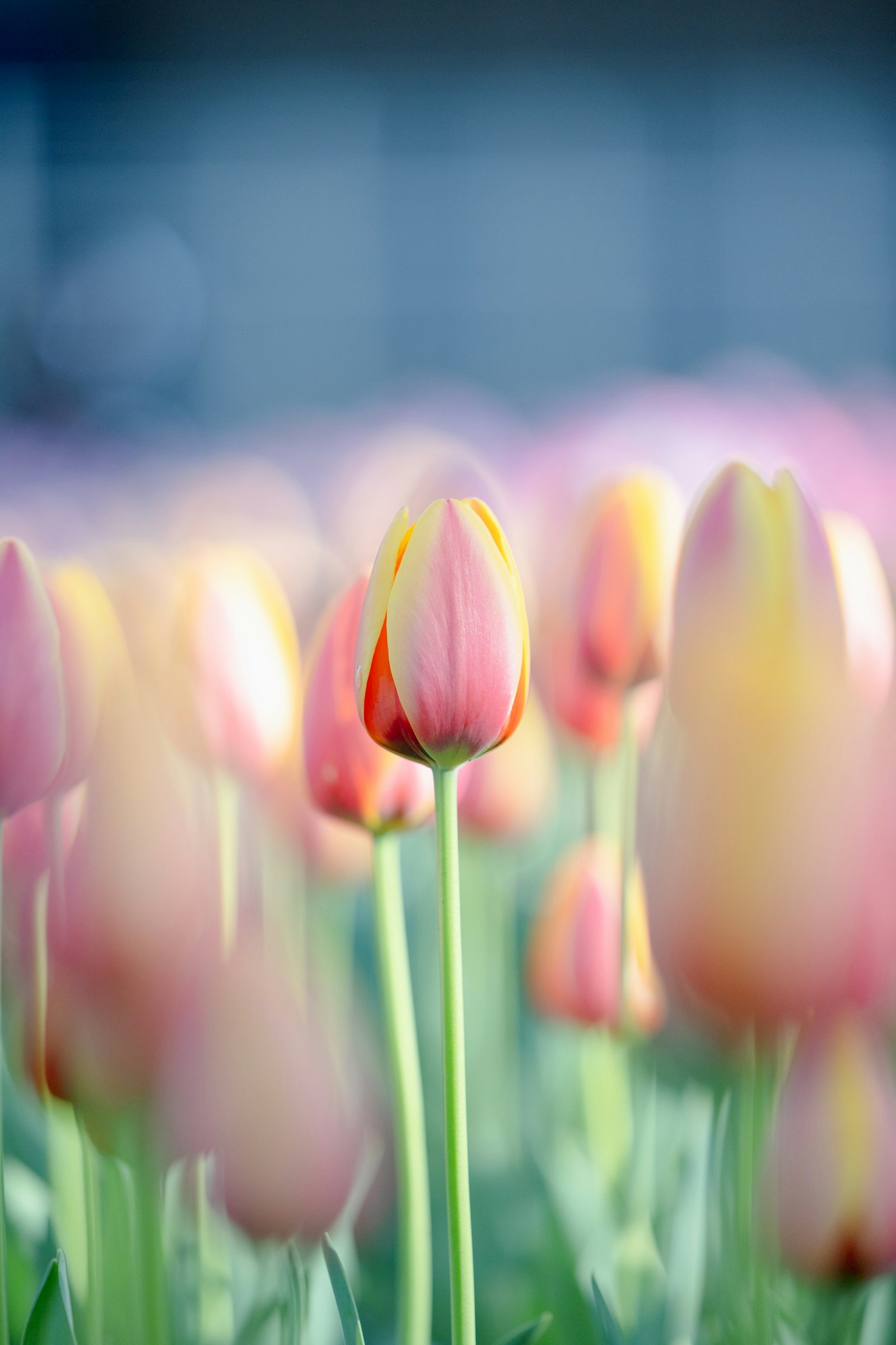 Un champ de tulipes colorées avec une tulipe se démarquant clairement