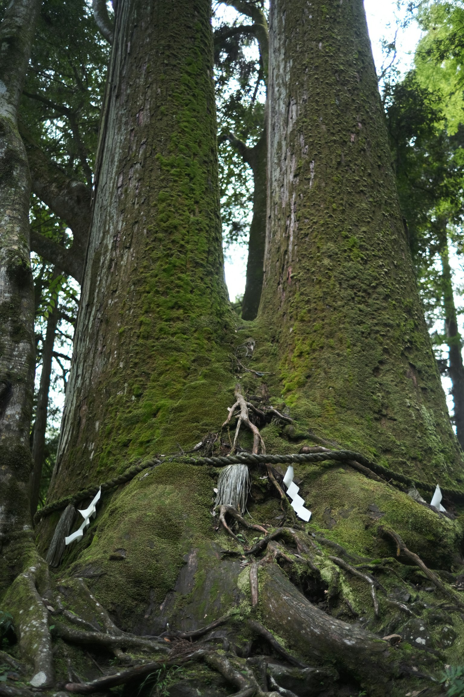 Two large trees with moss-covered trunks and exposed roots