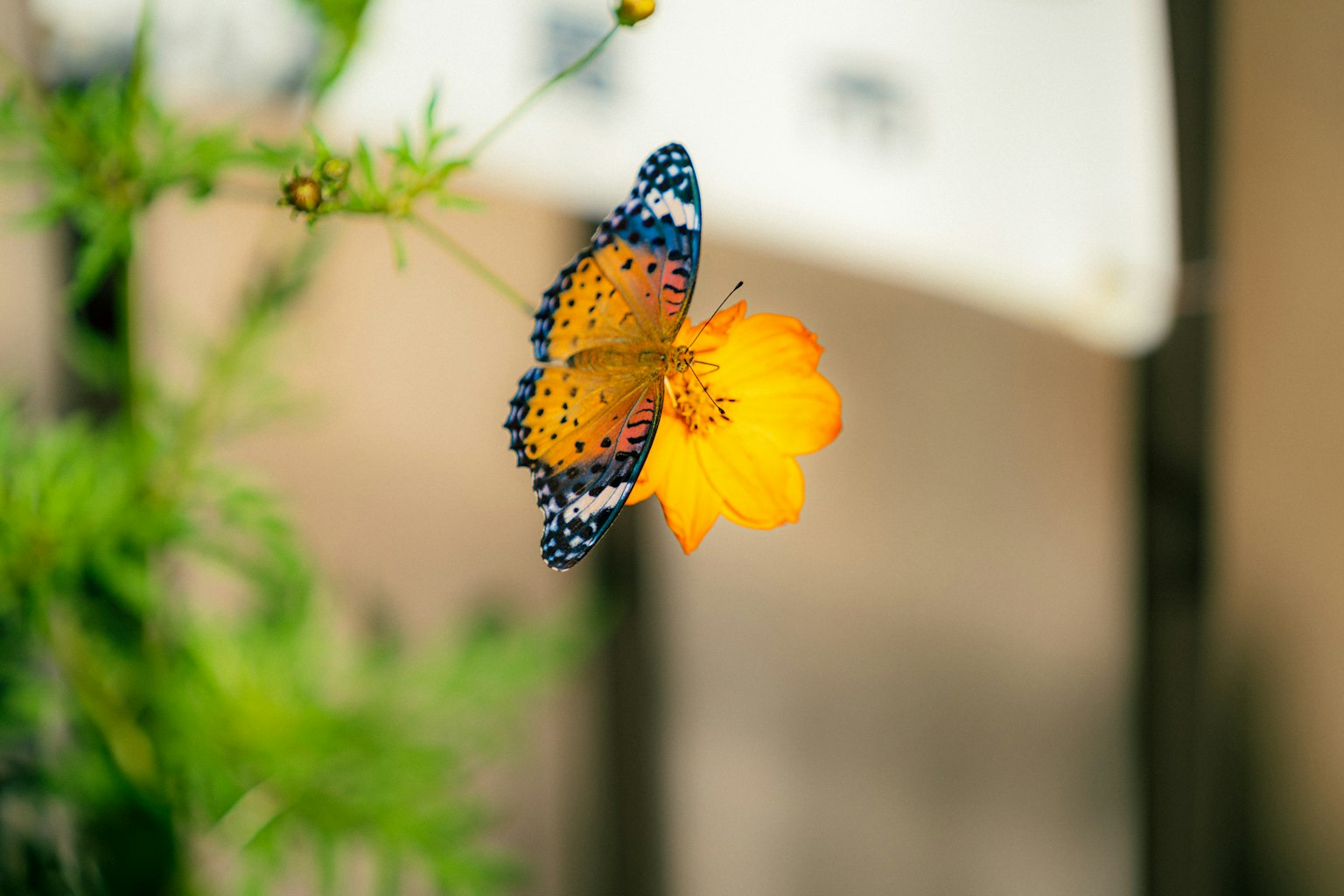 Vibrant butterfly perched on a bright orange flower
